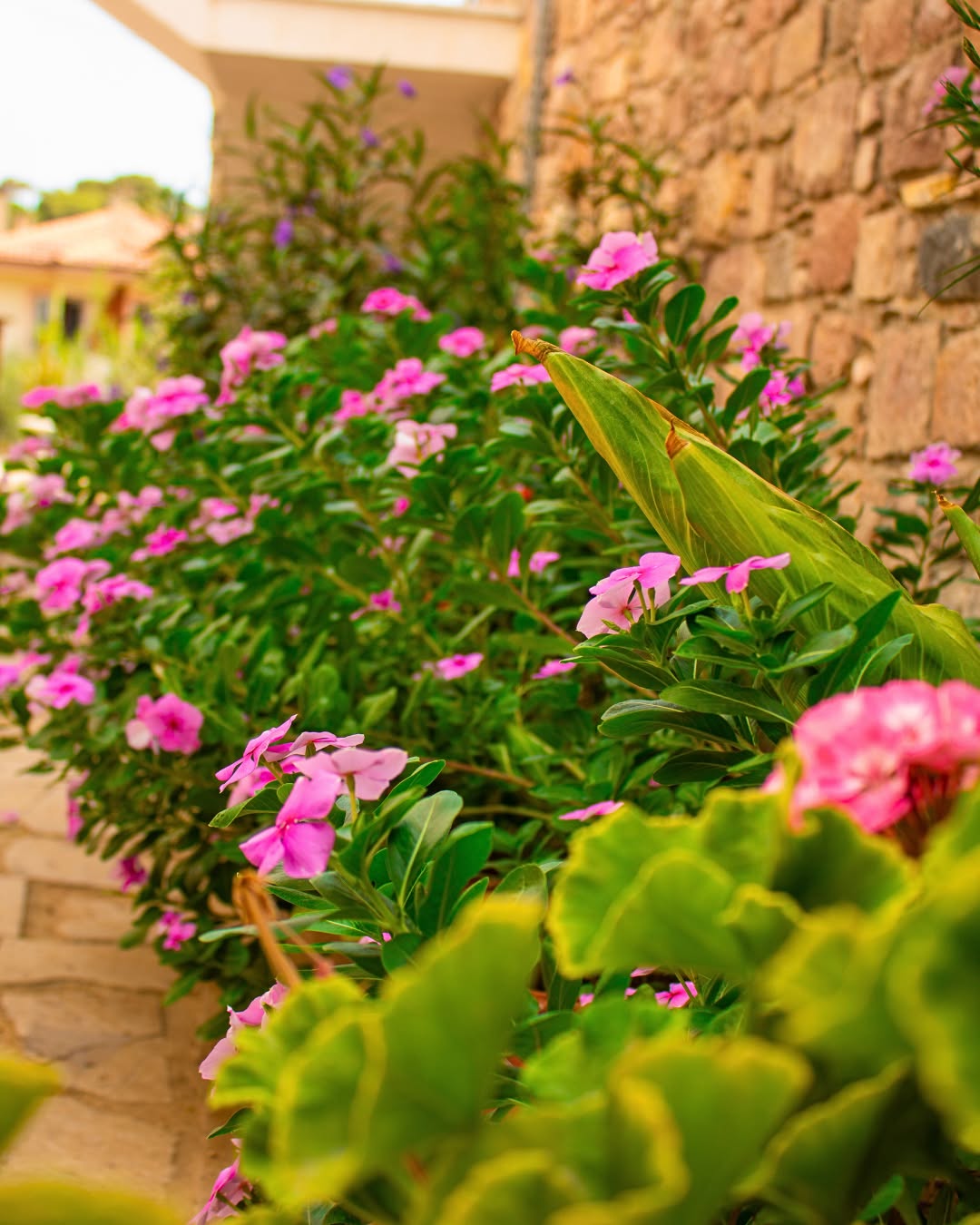 Ayvalık’ın taş sokaklarında dolaşıp yorulduğunda, dinlenmek için sıcacık bir yer var: Ayvalık Akan Pansiyon.
Ev rahatlığını, samimi bir ortamla birleştiren bu yer, Ayvalık’ı hissetmenin en doğal yolu.
Kendini iyi hissetmek için bazen sadece doğru yerde olmak yeter. 💛