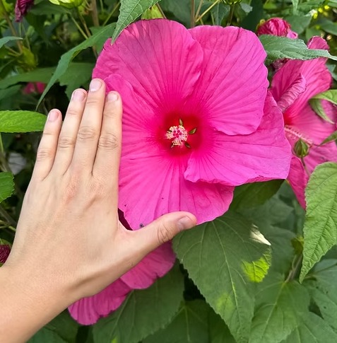 Pre-orders are now open 🥳
Prices start from only £6.99 DELIVERED.
FREE delivery on all orders.
PLUS for a limited time buy 2 or more pre-order items and get 10% off.
#plantsmakepeoplehappy #flowers #plantsofinstagram