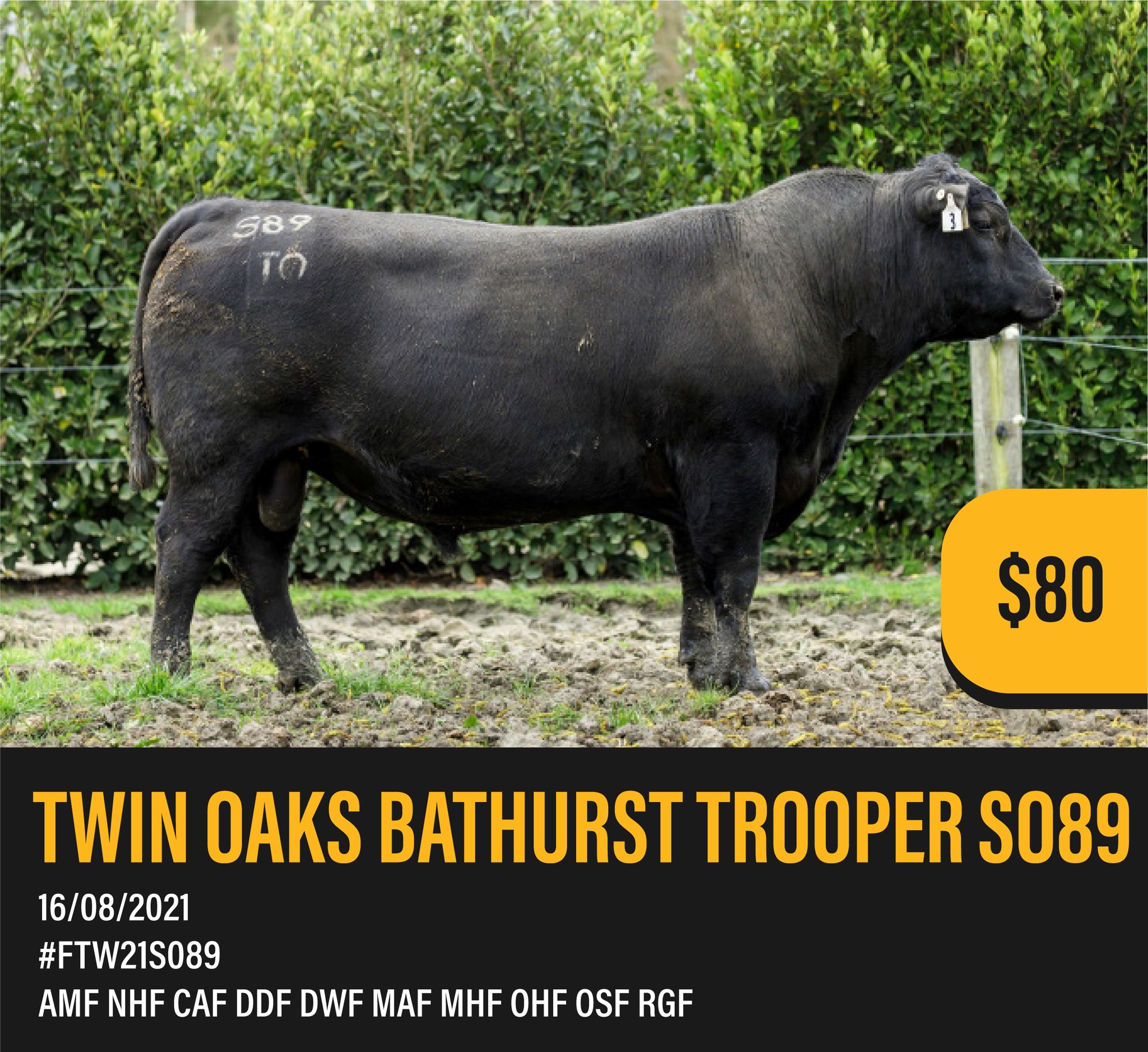 Meet TWIN OAKS BATHURST TROOPER SO89
Straws available now.