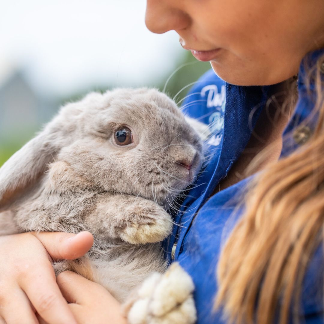 Looking for some feeding tips to keep you bunny in tip top shape?
The Foundation: Unlimited Grass and Hay!
Hay and grass should make up the majority of your rabbit’s daily intake. They provide the essential fibre needed for digestive health and encourage long chewing sessions that naturally wear down teeth and prevent dental disease.
Which hay should you offer?
high-quality grass hays such as Timothy, Oaten, Wheaten, Pasture, Paddock, Meadow, or Ryegrass hay.Avoid feeding too much Lucerne (alfalfa) or Clover hay, as these are too high in protein and calcium.
Keep hay available at all times — your rabbit should always have something to munch on!
Love to know more all about feeding Rabbits with Green Valley Grains?
Check out our latest article 'Feeding Tips for a Healthy, Happy Rabbit' on our website.
#greenvalleygrains🌾#petrabbits #healthyrabbitdiets #gvgguineaandrabbitmix #australianmadeandowned #madefreshinaustralia