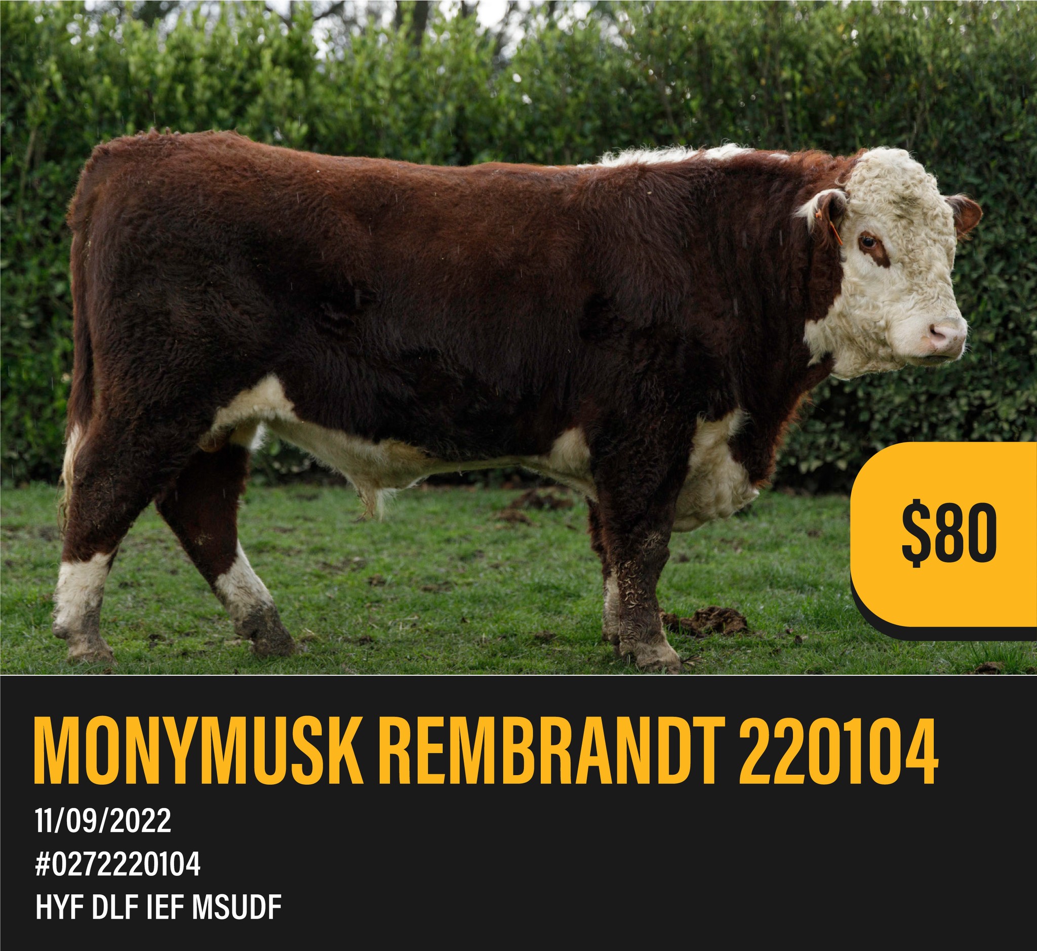 Meet MONYMUSK REMBRANDT 220104
Standout Stardom son. Dark deep flanked thick clean fronted bull. Very hard to find a bull that ticks all the boxes as this fellow does. Rembrandt was the top scanning bull for IMF with his eye muscle shape and IMF consistency getting the highest grading.