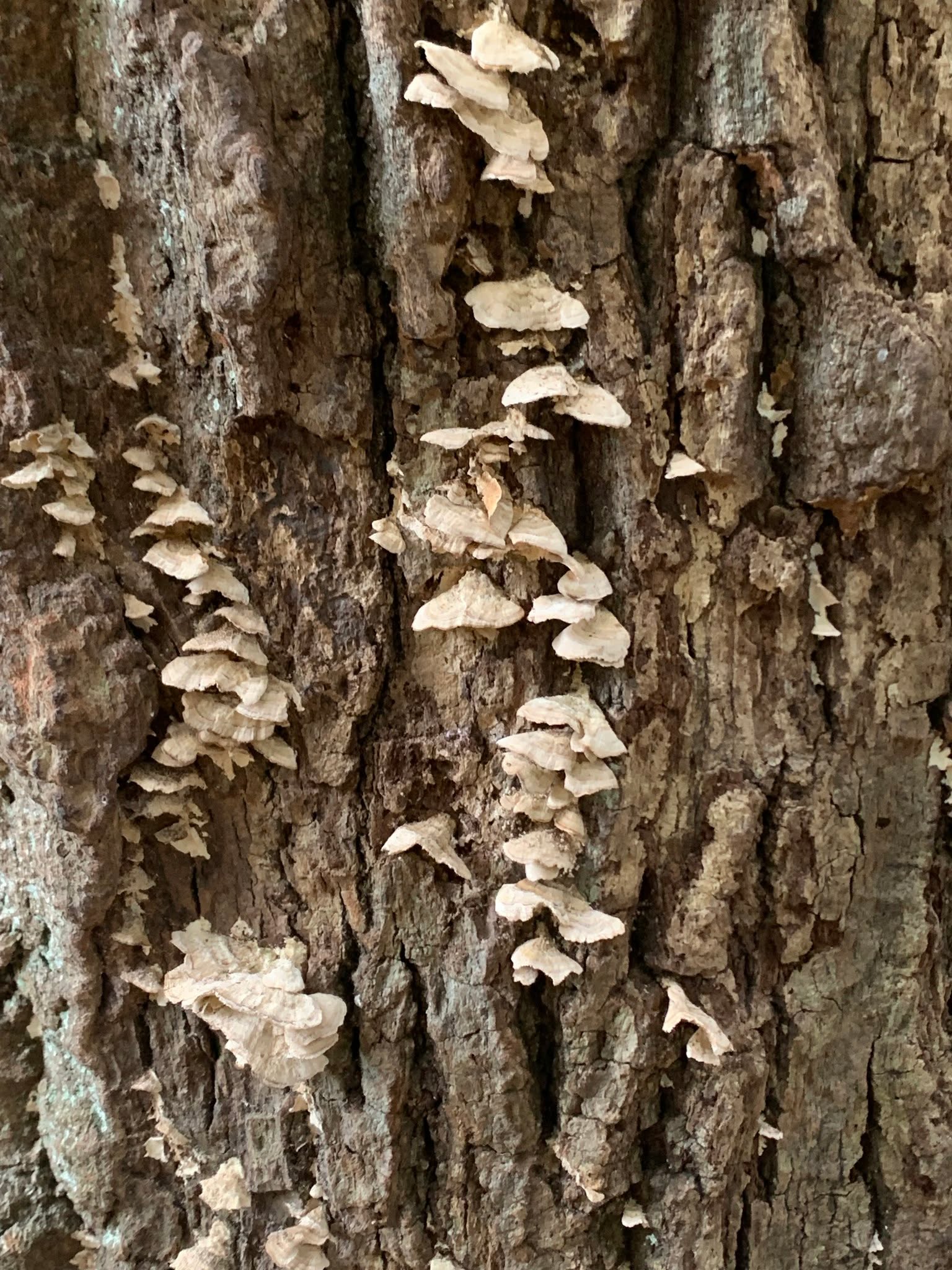 Mushrooms have an interesting life, don’t they? They consume what’s dead or dying, and create these vast invisible networks among themselves. We only really know they’re present when the fruiting bodies show themselves to us.
#nicolasolvinic #thehuntersdaughter #thesisterscurse #mysteryauthor #crimeauthor #thrillerwriter #criminology #crimefiction #crimethriller #crimenovel #suspensenovel #thrillerbook #murdermystery #mysticalforest #mushrooms