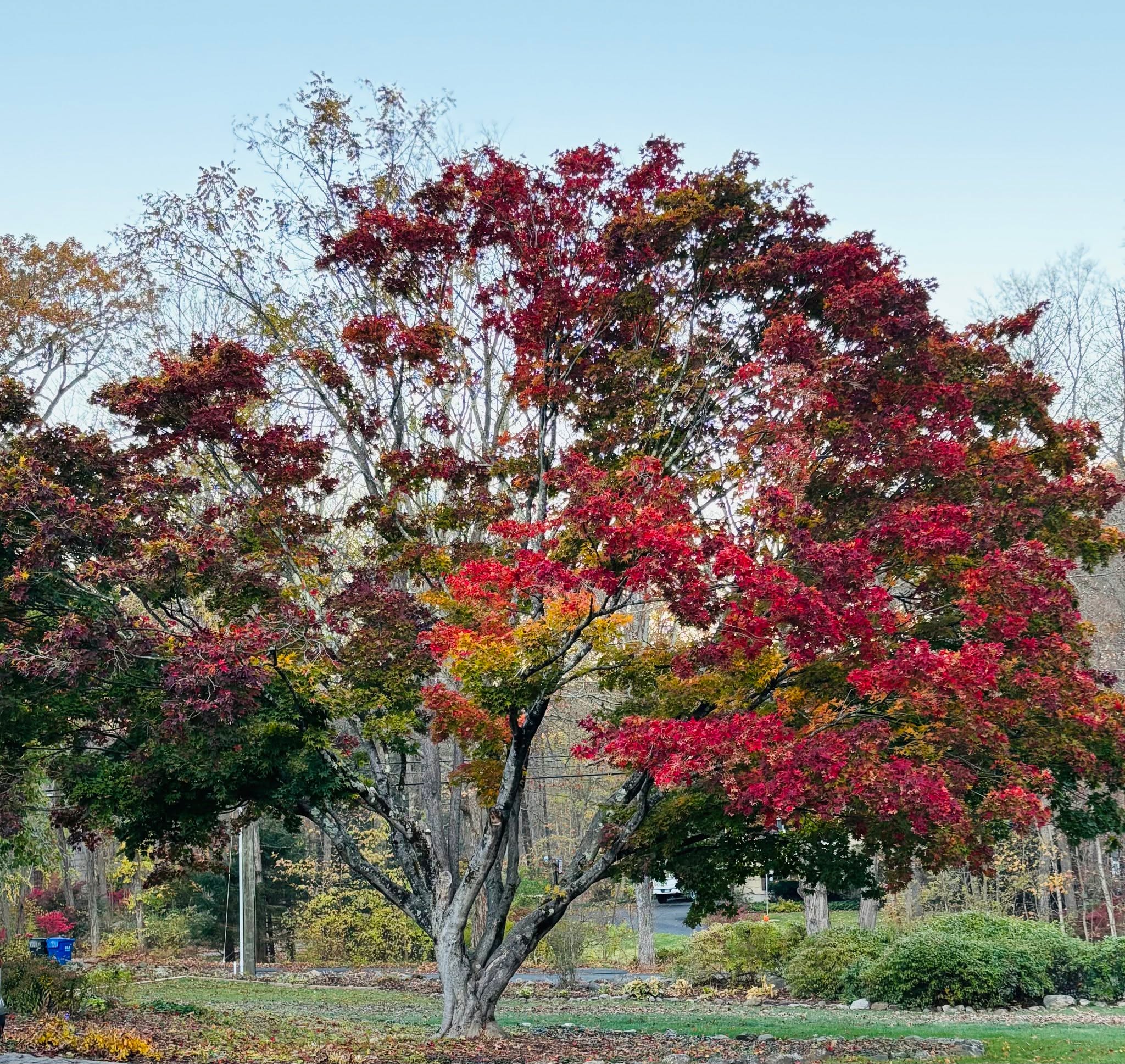 Nature Reminds Us To Honor Where We Are 🍂🍃💗✨
So often, Nature offers glimpses of wisdom, giving color to the experience of life. And through this vivid expression of autumn's transition, we may remember that not everything happens at once.
From this tree, we can see our simultaneous interconnectedness, yet individual expression that we are each moving forward on our unique timing. This is something to be honored, not rushed through. As we travel our individual journeys, we may see others at different places, perceived as either ahead of us or behind.
Yet, when we let the judgment of our situation quiet and allow things to unfold in their natural course, we begin to see the tender beauty of each moment. While a moment may be captured in a snapshot, it is mutable. And just as these leaves are on their journey of changing color, so are we evolving, just a little, with each new moment.
Reflection:
Where are you in your journey? How might you honor and savor this time?
#PersonalGrowth #LifeInNature #natureswisdom #trustthejourney #bepresentinthemoment #QuietReflection
@nwcnewtownct #sandyhookct #newtownct #yoga #reiki #mindbodyspiritintegration