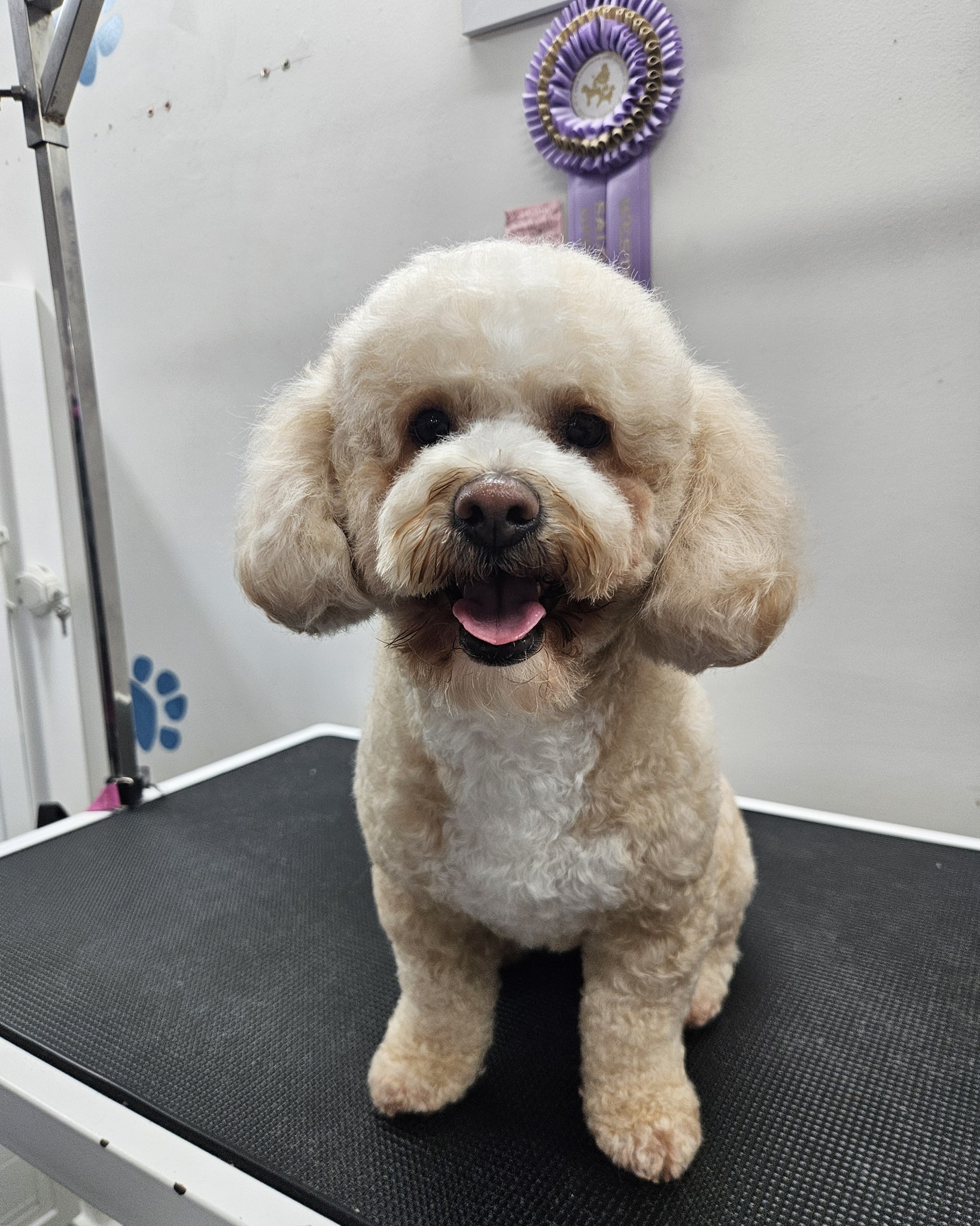 "Failure to plan is planning to fail"... so the saying goes.
This time of year is extremely busy for everyone, but especially all the wonderful groomers out there.
Please plan your grooms ahead of schedule. We are fully booked until after Christmas. Our online bookings have been disabled for the time being as well.