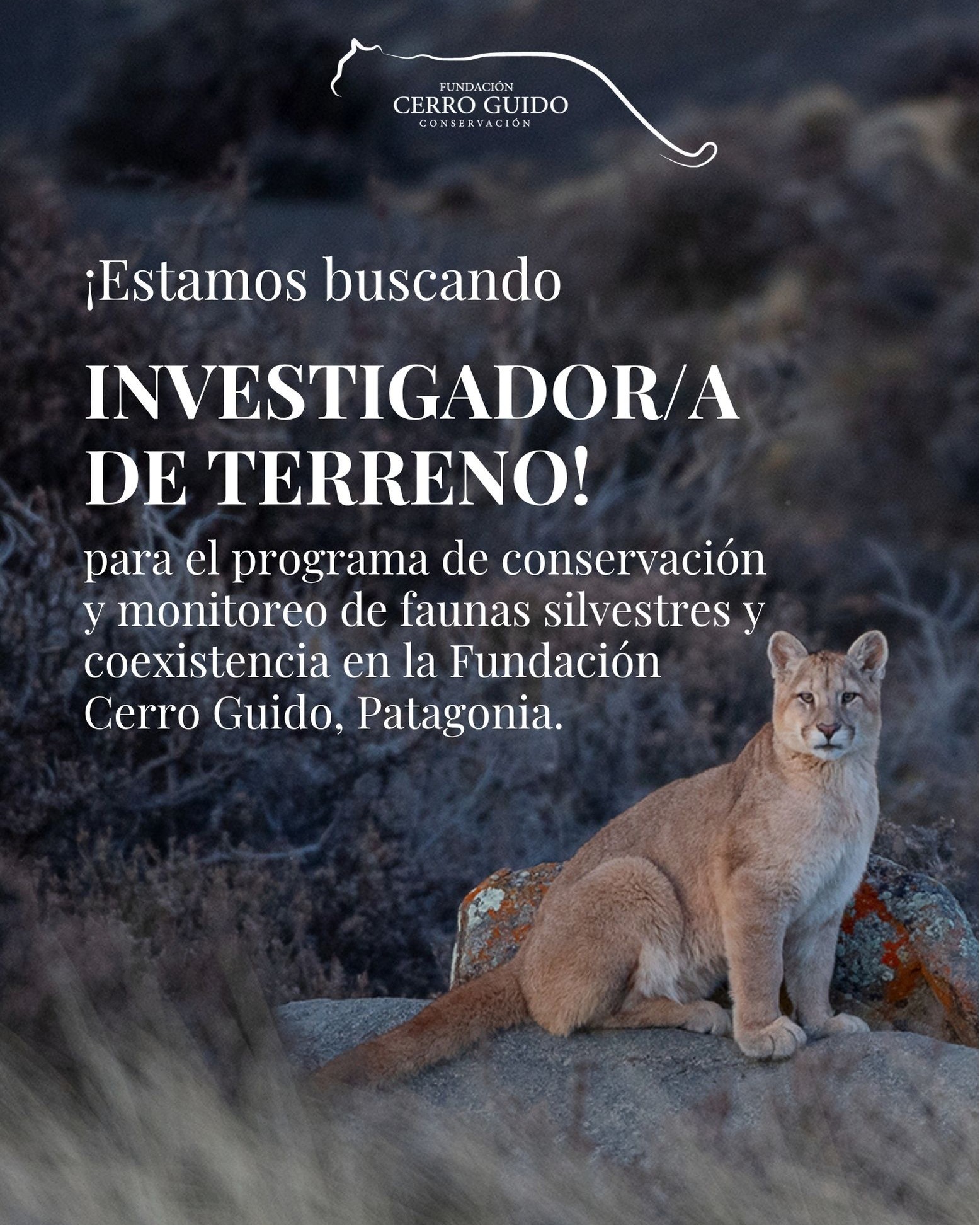 En Fundación Cerro Guido Conservación buscamos un(a) investigador/a de terreno para fortalecer nuestro programa de monitoreo de fauna y coexistencia con grandes carnívoros en la Patagonia.
Si te apasiona el trabajo de campo, la ciencia aplicada y la vida al aire libre, esta oportunidad es para ti.
📍 Estancia Cerro Guido, Puerto Natales · ⏱️ Turno 10×5 · 📅 Postula hasta el 5/11
📧 contacto@fundacioncgc.com
¿Conoces a alguien que calce con el perfil? ¡Etiquétalo/a!
#FundacionCerroGuido #ConservacionPatagonia #PumasDePatagonia #CienciaEnTerreno #GuardianesDeLaEstepa #TorresDelPaine