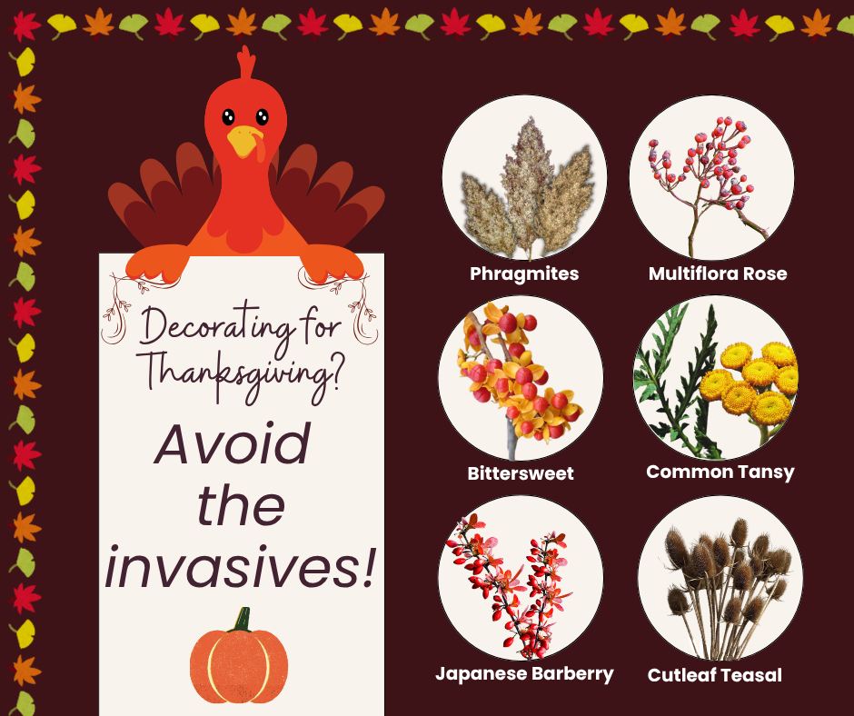 Don't use ornamental invasive species in your Autumn decorations! Instead, use native alternatives or artificial plants.
#nativeplants #ornamentalinvasive #fallvibes #autumn #invasivespecies #GoBeyongBeauty #decorations