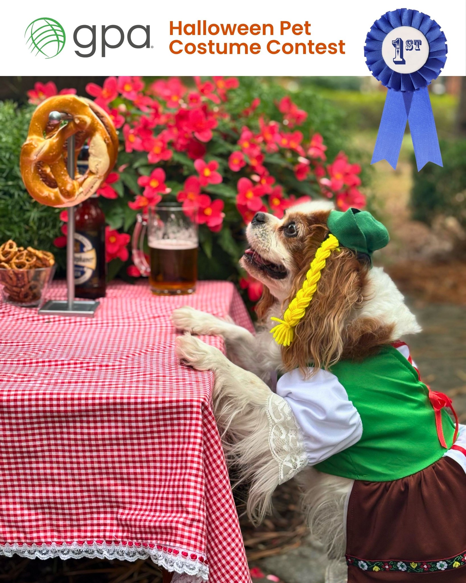 Things got spooky around GPA this week — in the best way possible! 🎃
Our teams shared their pet pics for a Halloween contest that brought plenty of laughs and a few jump scares too. From Bavarian beer garden braids to spooky ghosts in the swamp, every entry added some extra fun to the season.
Congrats to our winner and thanks to everyone who joined in. It’s safe to say the pets officially stole the show. 🌟
#TeamGPA #Halloween #CultureAtGPA #GPACares #CommunityAndCulture #EmployeeEngagement #SpookySeason