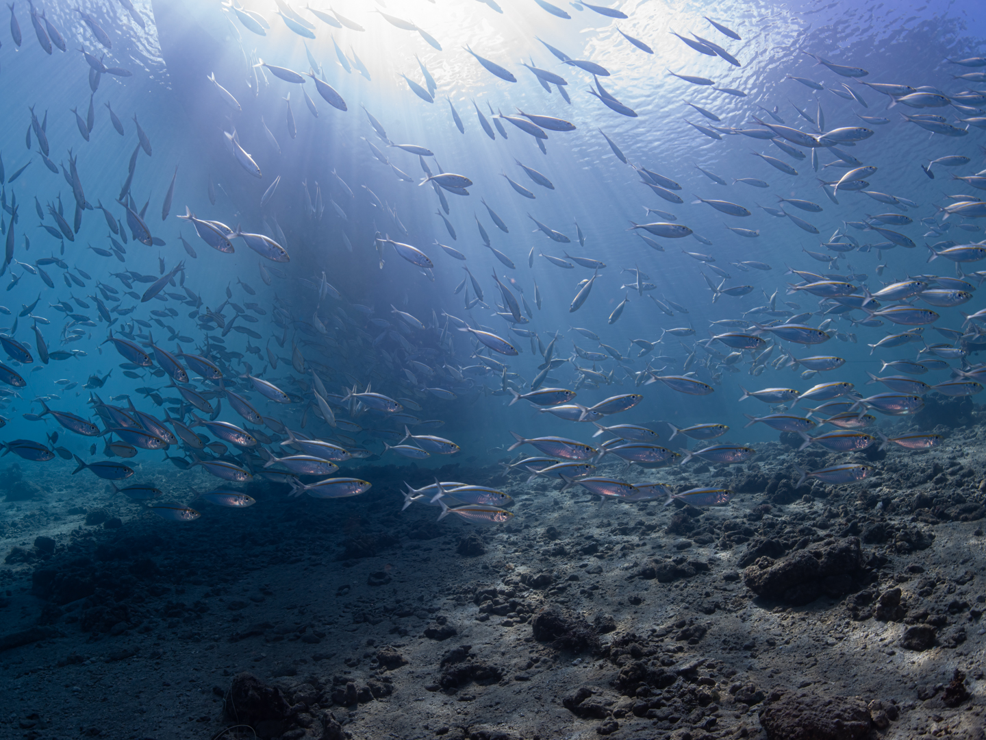 ๐ ๐๐๐๐๐๐ ๐๐๐ ๐๐
๐๐๐๐๐๐๐๐!
There is something magical about mid morning sun rays from underwater - stirs the soul and reminds us how lucky we are to experience it!! Can be a bit tricky to get the exposure of the sun itself right and that all comes down to position in the water, camera settings and where possible using another object to block the brightest part - in this case a boat!!
๐ธJohn Warmington
๐๐๐๐ง ๐ญ๐จ ๐๐ข๐ฏ๐ ๐๐ง๐ ๐๐ข๐ง๐ ๐ง๐๐ฐ ๐๐ซ๐ข๐ญ๐ญ๐๐ซ๐ฌ?
๐๐ข๐ง๐ค ๐ข๐ง ๐๐ข๐จ
Or better still โ relax and spend a few days away -- dive and stay at Karma Waters Vila
๐ต๐๐๐ฝ๐://๐๐๐.๐ฎ๐ถ๐ฟ๐ฏ๐ป๐ฏ.๐ฐ๐ผ๐บ/๐ฟ๐ผ๐ผ๐บ๐/๐ญ๐ฏ๐ด๐ฏ๐ฑ๐ด๐ฏ๐ต๐ฑ๐ญ๐ณ๐ญ๐ญ๐ณ๐ฒ๐ณ๐ณ๐ญ๐ต
#underwaterphotography #reefcritters #marinelife #divevanuatu #oceanconservation #critterspotter #vanuatumoments #karmawatersvanuatu #sunrays