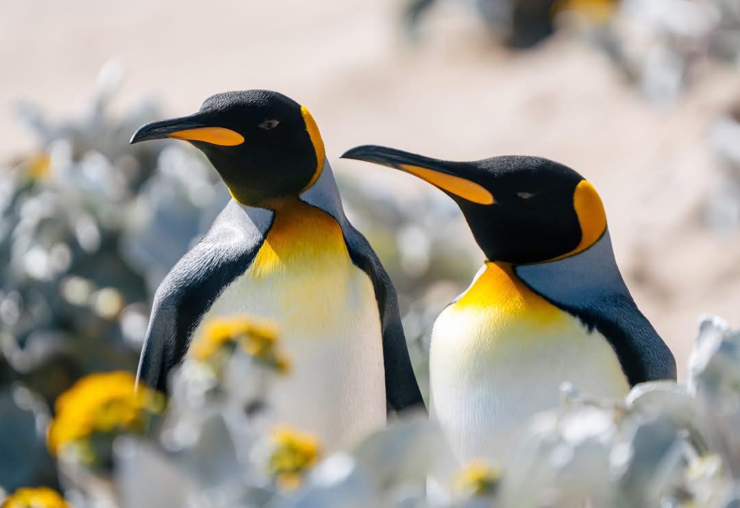 ❄️ Antarctica….the final continent ❄️
I have some incredible offers coming up for Antarctica so if it’s on your bucket list, please get in touch
☎️ or WhatsApp 01282 854143
#personaltravelagent
#travelcounsellors