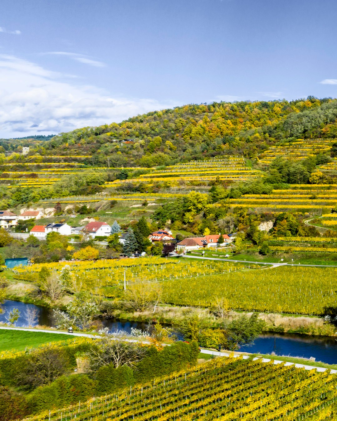 Unser "Hausberg" - der Heiligenstein 🥰🤭 In der Kellergasse schlummern unsere Weine und warten nur darauf von Euch gekauft zu werden! 😁🎉 Besonders schön natürlich bei der "herbst"-lichen Verfärbung!
.
.
.
.
#Langenlois #kamptal #robertherbst #robertherbstwein #niederösterreich #naturalwine #riesling #gruenerveltliner #wein #wine #winemaker #austrianwine