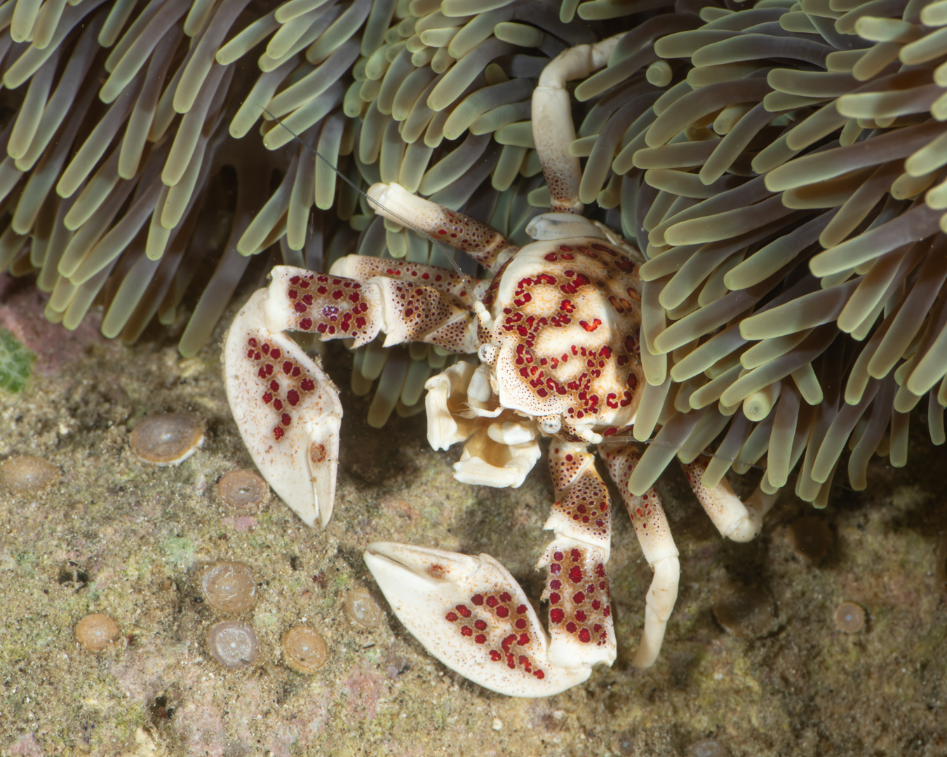 ๐๐ฉ๐จ๐ญ๐ญ๐๐ ๐๐จ๐ซ๐๐๐ฅ๐๐ข๐ง ๐๐ซ๐๐ (๐ง๐๐จ๐ฉ๐๐ญ๐ซ๐จ๐ฅ๐ข๐ฌ๐ญ๐ก๐๐ฌ ๐ฆ๐๐๐ฎ๐ฅ๐๐ญ๐ฎ๐ฌ)
We always find these porcelain crabs in association with anemones and anemone fish --- normally just visible under the "mantle" of the anemone. These particular ones live on anemone at our Spot X and can be reliably seen on our dives. Unlike some of the smaller ones we see, this pair will often be out marching across the anemone and make great photo subjects.
Enjoy your weekend!
๐ธJohn Warmington
๐๐๐๐ง ๐ญ๐จ ๐๐ข๐ฏ๐ ๐๐ง๐ ๐๐ข๐ง๐ ๐ง๐๐ฐ ๐๐ซ๐ข๐ญ๐ญ๐๐ซ๐ฌ?
Message or visit our webpage for more details at:
๐ฌ๐ฌ๐ฌ.๐๐ง๐๐ฉ๐ฉ๐๐ง๐จ๐ฅ๐ค๐ฉ๐ฉ๐๐ง.๐๐ค๐ข
Or better still โ relax and spend a few days away -- dive and stay at Karma Waters Vila
๐ต๐๐๐ฝ๐://๐๐๐.๐ฎ๐ถ๐ฟ๐ฏ๐ป๐ฏ.๐ฐ๐ผ๐บ/๐ฟ๐ผ๐ผ๐บ๐/๐ญ๐ฏ๐ด๐ฏ๐ฑ๐ด๐ฏ๐ต๐ฑ๐ญ๐ณ๐ญ๐ญ๐ณ๐ฒ๐ณ๐ณ๐ญ๐ต
#underwaterphotography #reefcritters #marinelife #divevanuatu #oceanconservation #critterspotter #vanuatumoments #karmawatersvanuatu #porcelainecrabs