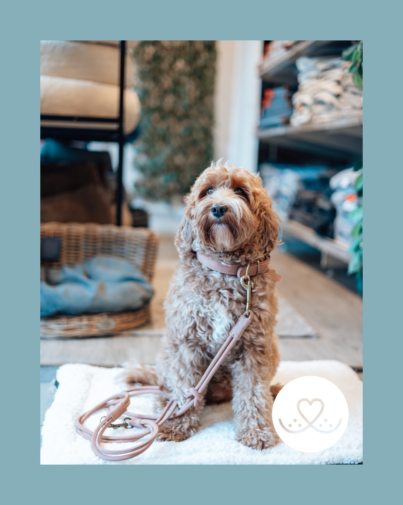 ✨ Nieuw binnen bij Snoet: luxe leren halsbanden & lijnen! ✨
Op zoek naar een stijlvolle upgrade voor je hond?
Onze nieuwe leren halsbanden zijn er in 4 prachtige kleuren en hebben bijpassende looplijnen. Het leewerk is dubbel gestikt en gemaakt van hoog kwalitatief buffelleer.
➡️ Swipe om alle kleuren te bekijken en laat ons weten: welke is jouw favoriet?
#SnoetBorne #Hondenliefde #LerenHalsband #LerenLijn #DierenwinkelTwente #DogStyle #StijlvolleHond #BornseOndernemers #Huisdierenplezier #Dierenspeciaalzaak #DogAccessories