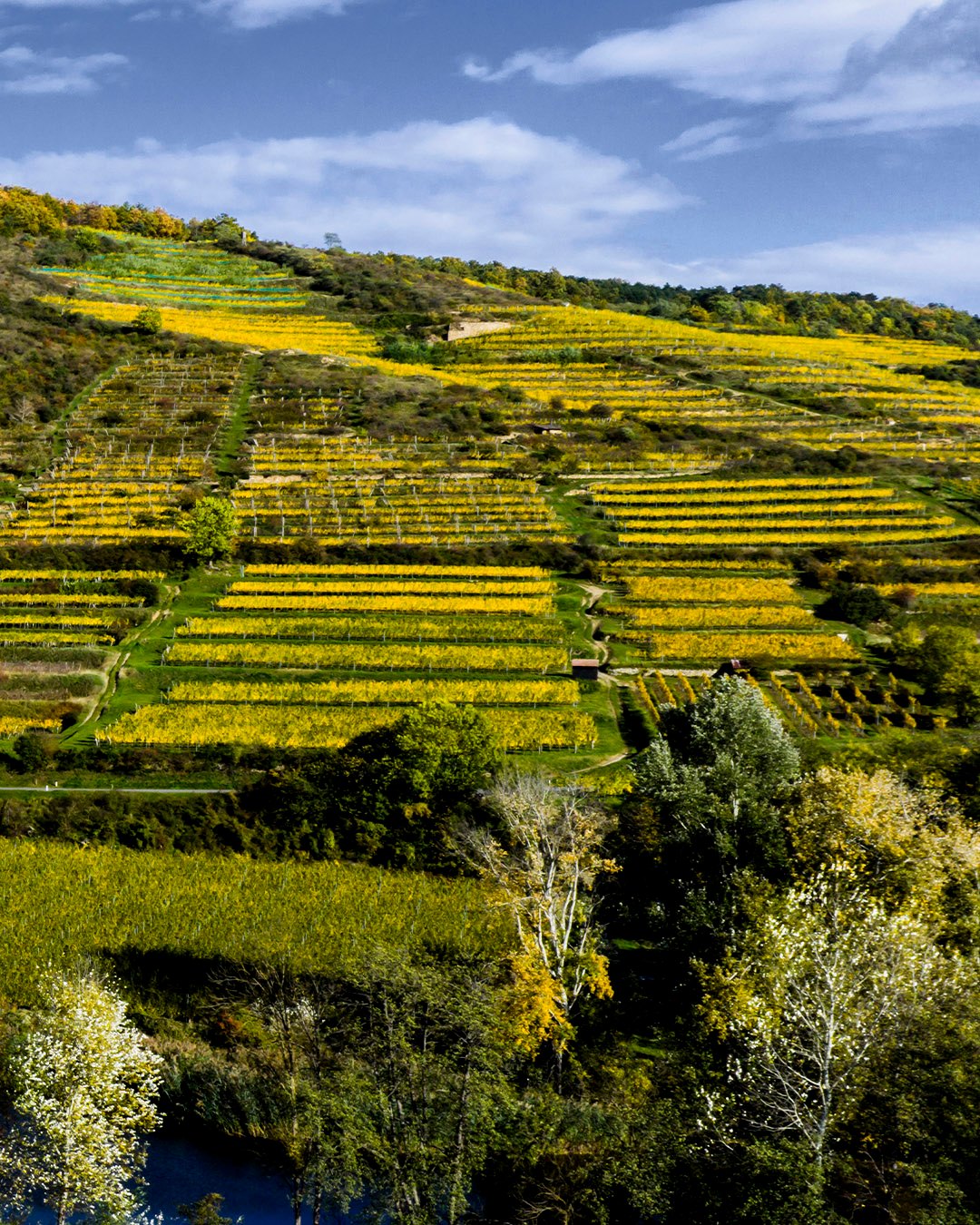 Unser "Hausberg" - der Heiligenstein 🥰🤭 In der Kellergasse schlummern unsere Weine und warten nur darauf von Euch gekauft zu werden! 😁🎉 Besonders schön natürlich bei der "herbst"-lichen Verfärbung!
.
.
.
.
#Langenlois #kamptal #robertherbst #robertherbstwein #niederösterreich #naturalwine #riesling #gruenerveltliner #wein #wine #winemaker #austrianwine
