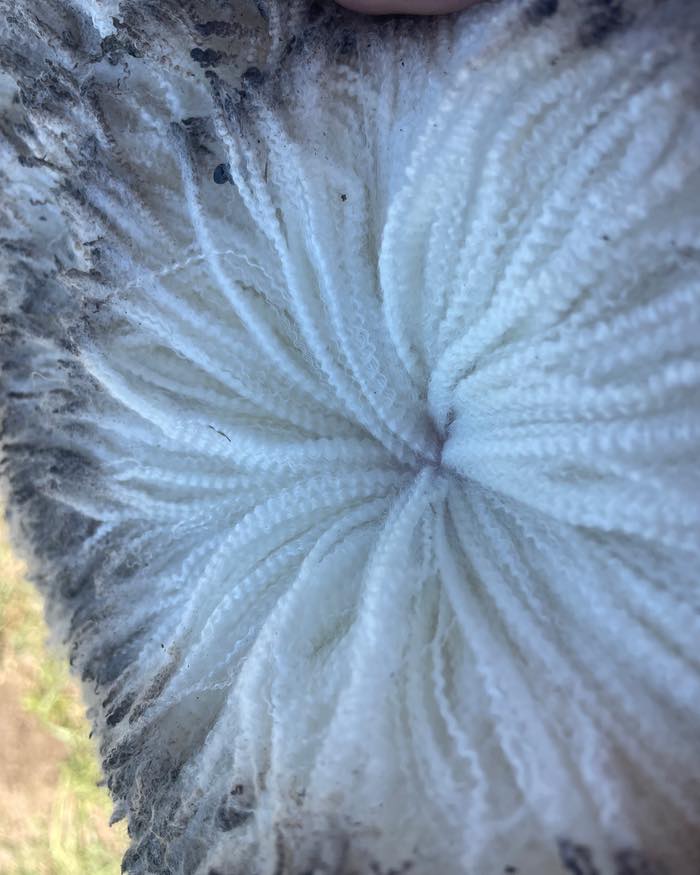 Chasing soft, stylish, high rainfall wool that performs? 🐑
At Kurra-Wirra Merinos, we’ve built our breeding program around quality fibre — wools that are long, free-growing and full of nourishment, designed to handle high rainfall conditions while maintaining style and brightness.
This year we’ve added Late Fleece Rot (LFROT) and Late Wool Colour (LCOL) to our catalogue to highlight just how much wool quality depth exists within Kurra-Wirra.
Our stud classer Tom Silcock summed it up perfectly at the Open Day:
“This is easily the best line-up of wools ever presented at Kurra-Wirra — long, white, free-growing quality wools is what I love and it’s here right through the team.”
If you’re ready to modernise your Merino flock and inject the kind of wool we love to breed — soft, stylish, and performing where it counts — then Kurra-Wirra is the place to go.
📅 Ram Sale: Monday 3rd November
📍 Kurra-Wirra, 590 Mooree-Culla Rd, Culla VIC
💪 150 ‘Measured to Perform’ rams on offer
👉 View the catalogue and AuctionsPlus listing here:
https://www.kurrawirra.com.au/event-details/kurra-wirra-measured-to-perform-merino-ram-sale-2025
https://auctionsplus.com.au/auctions/sheep/kurra-wirra-measured-to-perform-poll-merino-r/126480