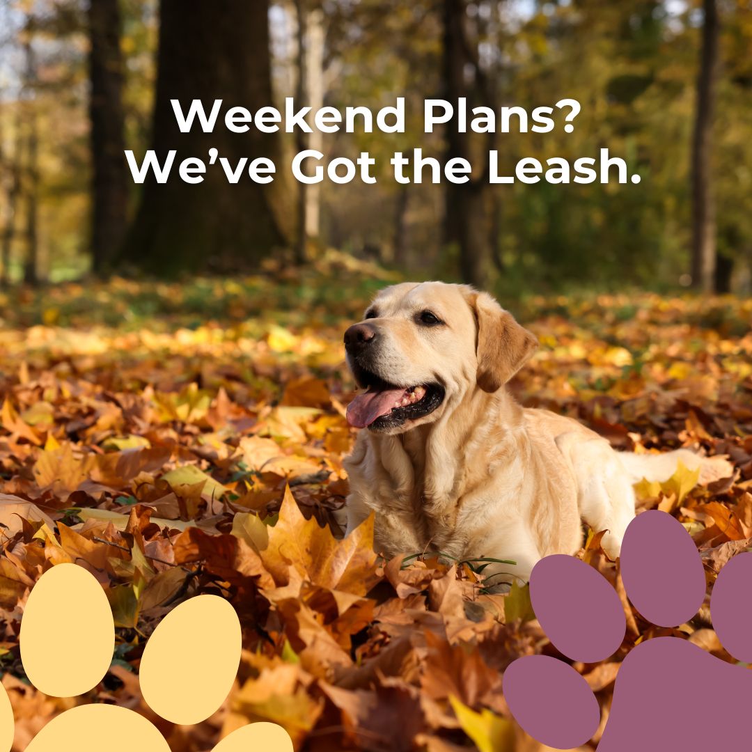 Brunch, errands, kids’ games—your schedule’s full. Book a midday walk so your dog still gets a sniff-ari and sunshine.
#NoDogTooSmall #WeekendWalk #DogWalking #SniffAri #PetParents #LocalPetCare #HappyDog #DogLove #SaturdayPlans #EnrichmentForDogs #DogHealth #DoggyBreak #ReliableCare #CommunityPets #DogOwners