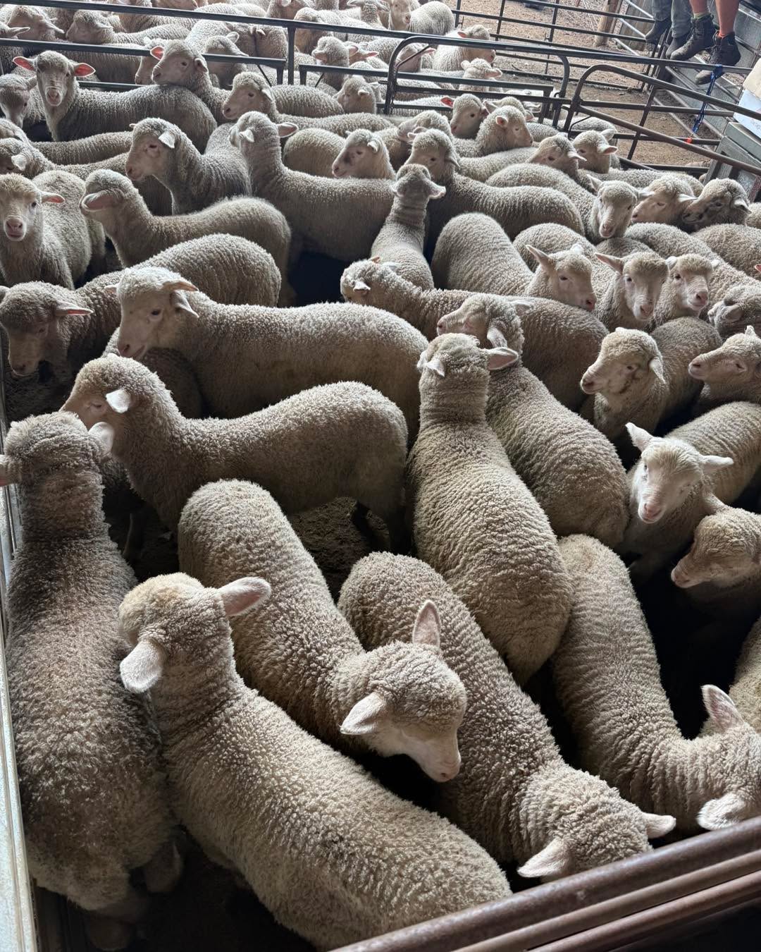 Want your lambs to look like this out of maiden ewes? ๐
At Kurra-Wirra Merinos, weโre one of Australiaโs leading studs for early growth genetics โ and in a spring like this, you really see that genetic expression shine.
Our lambs are bred to explode with growth ๐, built to capture the premium lamb market. Every wether lamb is finished in our on-farm feedlot, where they truly stack it on โ proving the performance of our breeding program in the real world.
If youโre ready to modernise your Merino flock and inject serious growth and carcase power into your genetics, Kurra-Wirra is the place to go.
๐
Ram Sale: Monday 3rd November
๐ Kurra-Wirra, 590 Mooree-Culla Rd, Culla VIC
๐ช 150 โMeasured to Performโ rams on offer
๐ View the catalogue and AuctionsPlus listing here:
https://www.kurrawirra.com.au/event-details/kurra-wirra-measured-to-perform-merino-ram-sale-2025
https://auctionsplus.com.au/auctions/sheep/kurra-wirra-measured-to-perform-poll-merino-r/126480