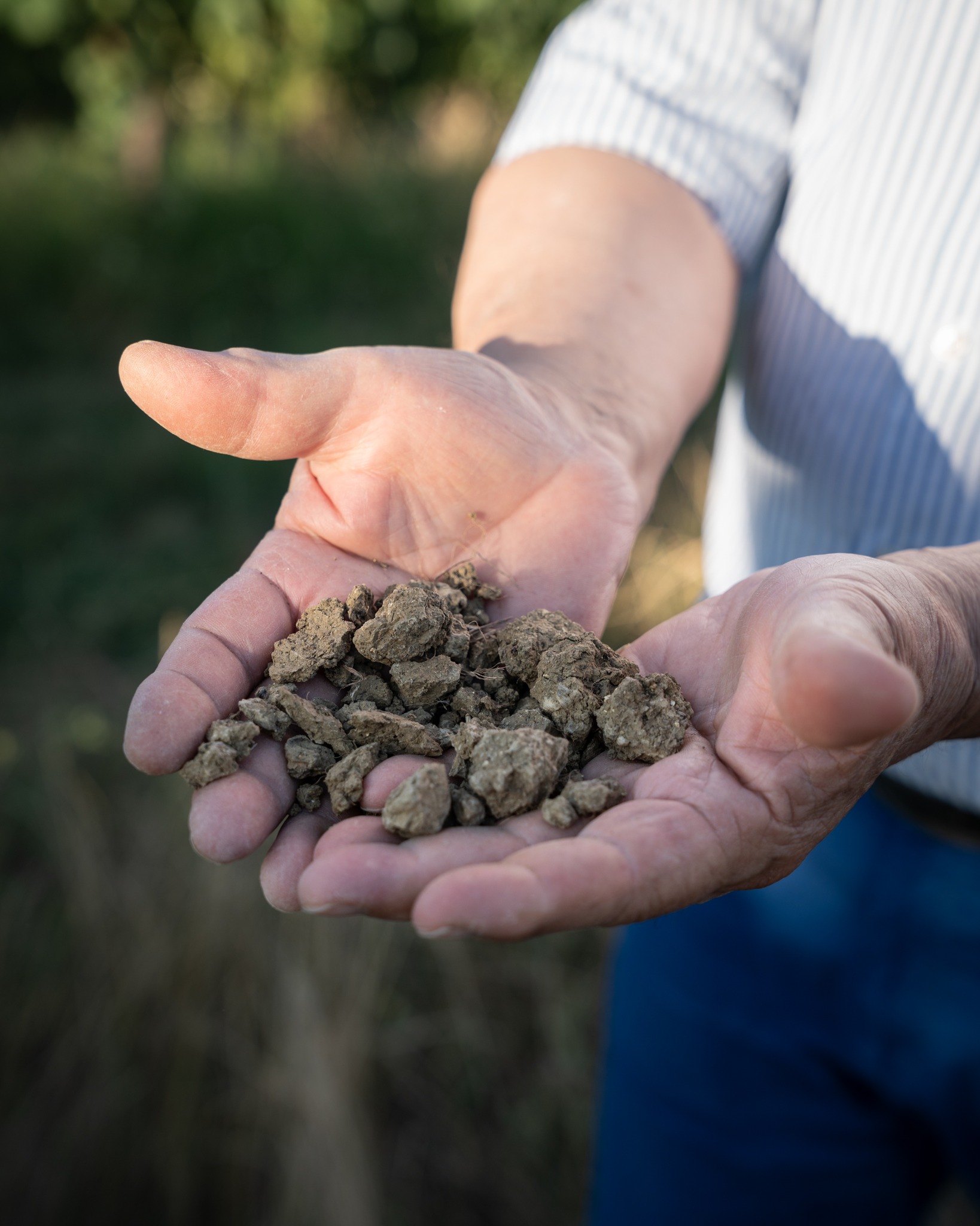 🍇 Novembre è un mese di viaggio, di incontri, di calici che si alzano in tutta Italia e in Europa.
Ma anche quando il vino di Borgo Paglianetto parte, le nostre radici restano salde. 🌿
È l’eredità dei nostri predecessori, un orgoglio che come Matelicesi vogliamo continuare a portare alto.
La nostra terra, le nostre tradizioni e il nostro saper fare ci accompagnano —
cresciamo insieme, noi e loro, in un nuovo modo di fare vino. 🍷
🍇 November is a month of journeys — of glasses raised across Italy and Europe.
Yet even as Borgo Paglianetto travels, our roots remain deep. 🌿
It’s the legacy of those who came before us, a pride we Matelicesi carry forward.
Our land, our traditions, our craft — they grow with us,
as we shape a new way of making wine. 🍷
#borgopaglianetto #matelica #madeinitaly #organic #vinoitaliano #verdicchiodimatelica #siamofivi #fivi #winelovers