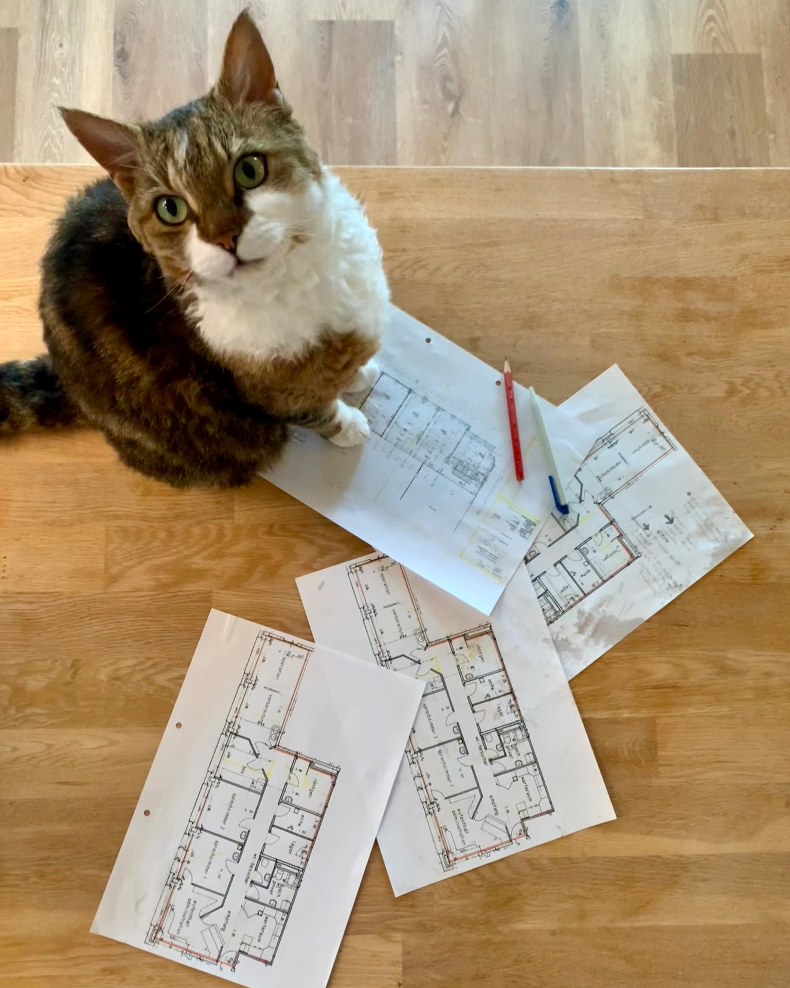 😹 So praktisch: Unsere Praxis-Pläne eignen sich auch als Fussabtreter!
#Katzenpraxis #Katze #Katzenliebe #Solothurn