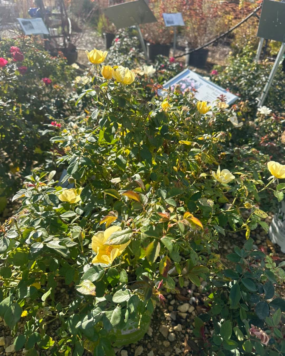 Take advantage of our end of season sale!
45% off all Perennials, Annuals, Shrubs, and Trees!
It’s a great time to find late Fall color to add to your garden!
#gardencenters #gardencenterlife #gardencenter #stcharlesillinois #genevaillinois #bataviaillinois #sugargroveil #oswegoil #stcharlesil #auroraillinois #genevail #oswegoillinois #bataviail #sugargroveillinois #aurorail