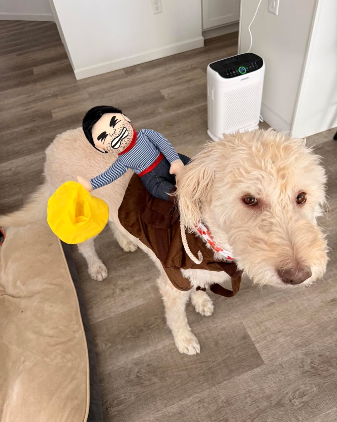 Sadie or the "crazy cowgirl" says Happy Halloween! We hope you are enjoying a safe and fun Halloween and be careful about chocolate tonight! Keep it away from the pets and eat it all yourself! 😋👻🎃