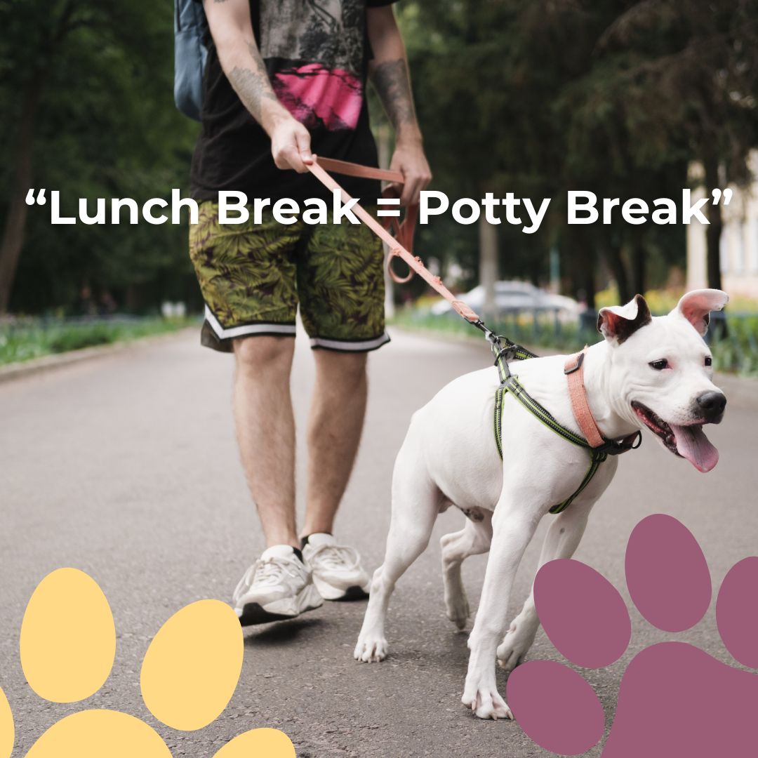 Back-to-back meetings? We pop in for a quick potty break and a stretch, so accidents and guilt don’t make your afternoon harder.
#NoDogTooSmall #MiddayWalk #DogWalking #OfficeDays #RemoteOrNot #BusyPetParents #PetRelief #HealthyRoutine #LocalDogWalker #QuickVisit #HappyPup #ProfessionalPetCare #ReliableService #DogHealth #PetPros