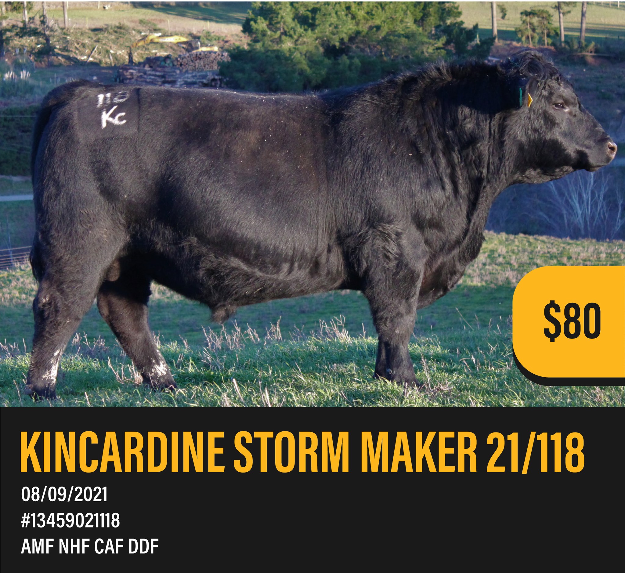 Introducing KINCARDINE STORM MAKER 21/118
Kincardine is a fantastic Basin Rainmaker son with the Resolution dam side coming through. He has the data to back him.