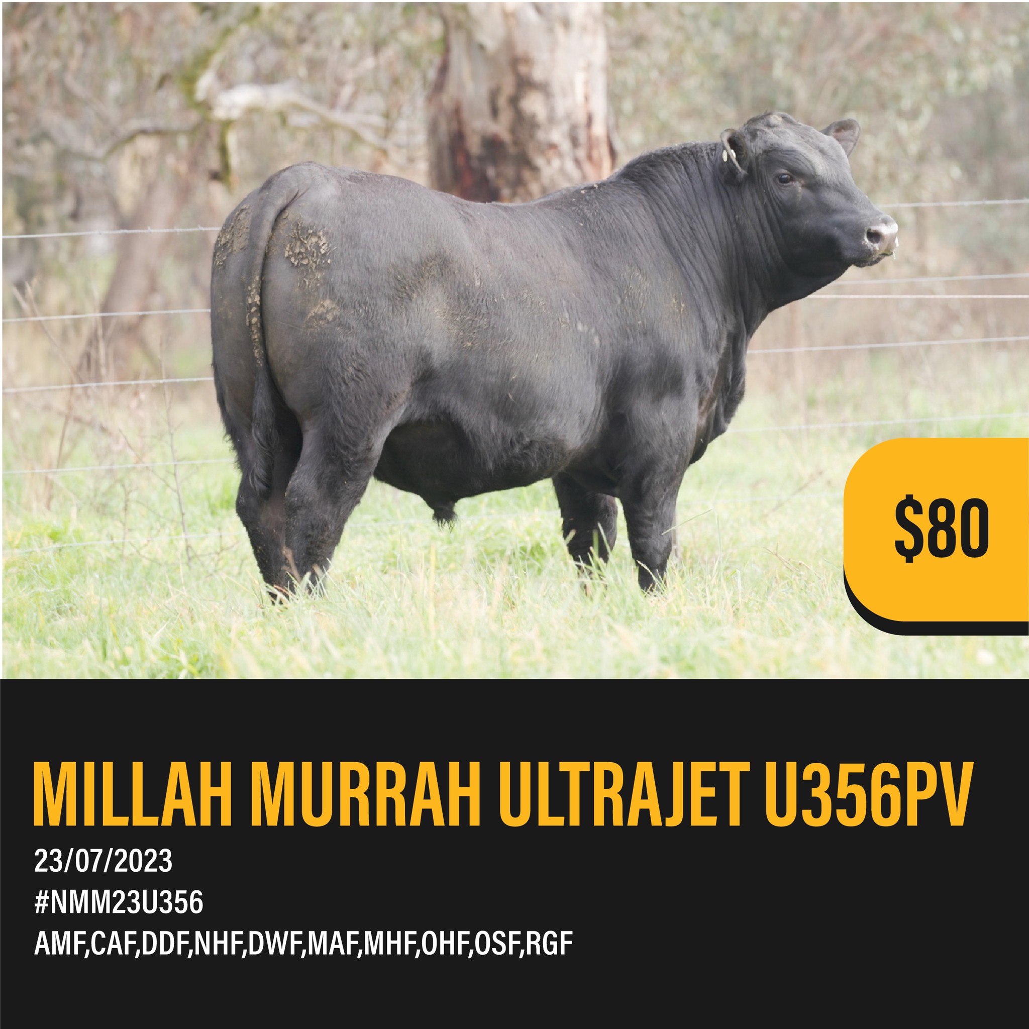Introducing...
MILLAH MURRAH ULTRAJET U356PV
UltraJet combines outstanding structure, globally recognised type, and a versatile pedigree backed by impressive data. Ultrajet sets the benchmark for bodytype when used over Paratrooper daughters. Millah Murrah UltraJet ticks all the boxes, offering breed-leading calving ease, solid growth rates and positive fats. Phenotypically, UltraJet exhibits exceptional muscle expression, deep flank, and a fluid gait. With a strong pedigree rooted in the best of the breed, UltraJet is bred to produce consistent, high-quality calves.