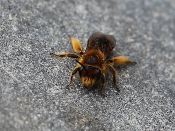 Creature Feature!
Ngaro huruhuru / New Zealand Native Bees
Leioproctus fulvescens is one of our 28 native solitary bees species that you may notice visiting koromiko, and other flowering plants at this time of year.
This Leioproctus fulvescens species is endemic to the South Island. It is small - about 10mm in length, usually dark in colour with fine, yellow to orange-brown hairs. They are often mistaken for small flies or wasps because of their quick, darting flight.
Unlike honeybees, Ngaro huruhuru do not live in hives. Each female builds her own nest — usually a short tunnel in sunny, bare soil such as clay banks, river terraces, track edges or undisturbed patches in gardens.
Leioproctus fulvescens are easily missed unless watching closely for a flicker of movement. They play an important role in pollinating our native plants and maintaining healthy ecosystems and indigenous habitats across the South Island.
The conservation status of our native bees is at risk due to climate change and land modification. To support our Ngaro huruhuru we can plant native nectar and pollen sources such as koromiko , kōwhai, olearia, mānuka and kānuka, and leave some small sunny areas of bare or lightly-vegetated soil undisturbed for nesting. Our native bees are gentle and rarely sting, making them friendly visitors to our backyards.
Photo credit: Cathy Onellion - iNaturalist