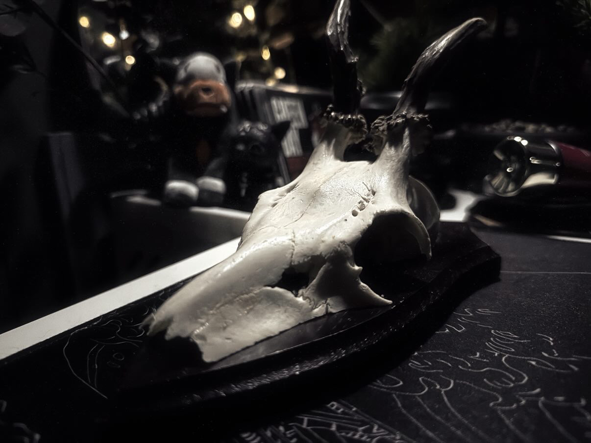 We absolutely love this atmospheric shot shared by one of our customers — featuring one of our mounted roe deer skulls. The lighting and mood in this setup are just perfect.
Each skull is beautifully natural, showcasing the raw elegance of bone and horn — a timeless addition to any curiosity cabinet or dark interior display.
Only two remain on the website, so if you’ve had your eye on one, now’s the time!
🖤 Sustainably sourced
🦌 Mounted and ready to display
✨ Limited stock remaining
#CustomerFeature #NaturalHistoryDecor #CuriosityCabinet #RoeDeerSkull #OdditiesAndCuriosities #BoneArt #DarkInterior