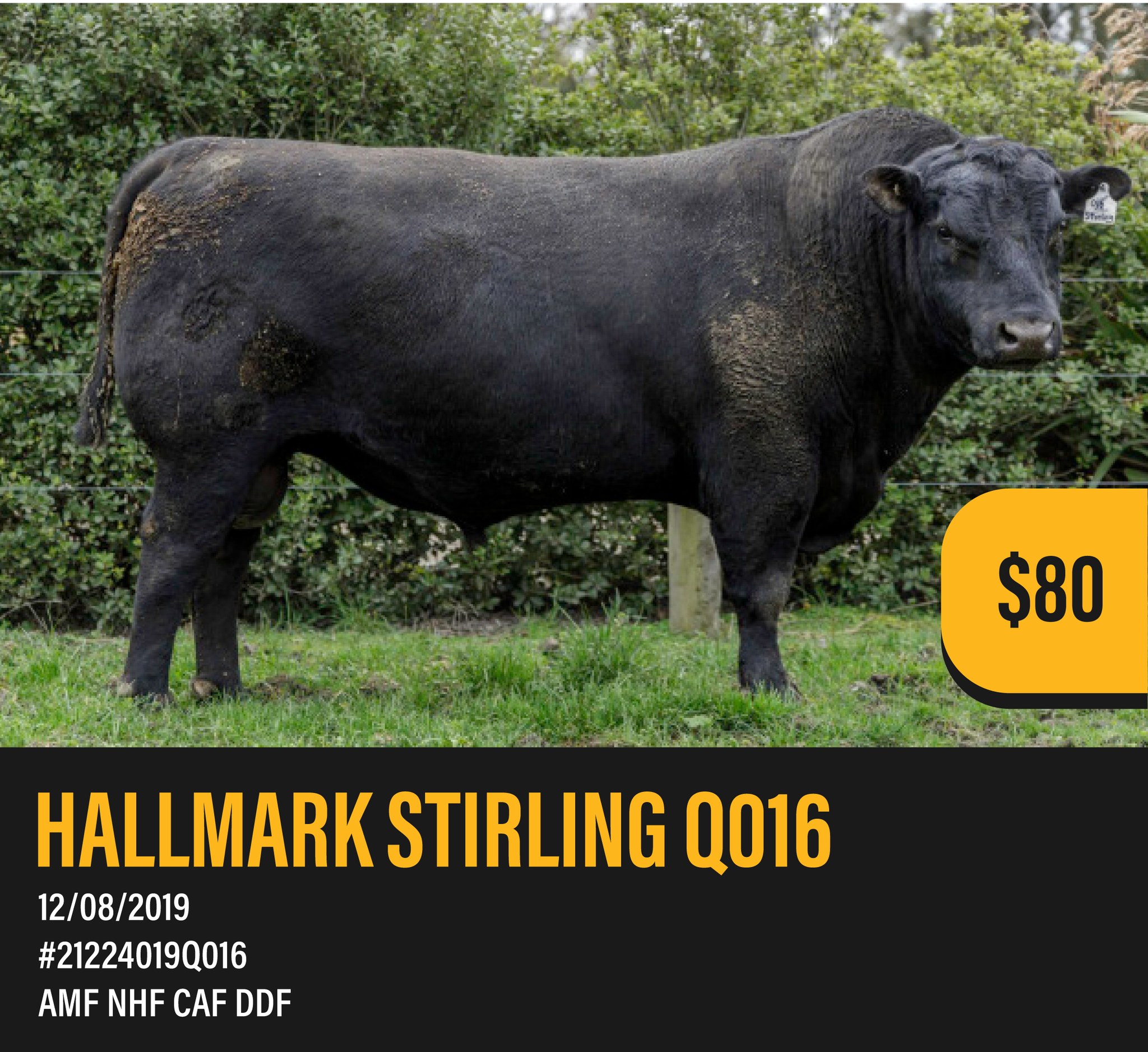Meet HALLMARK STIRLING Q016
Straws available now.