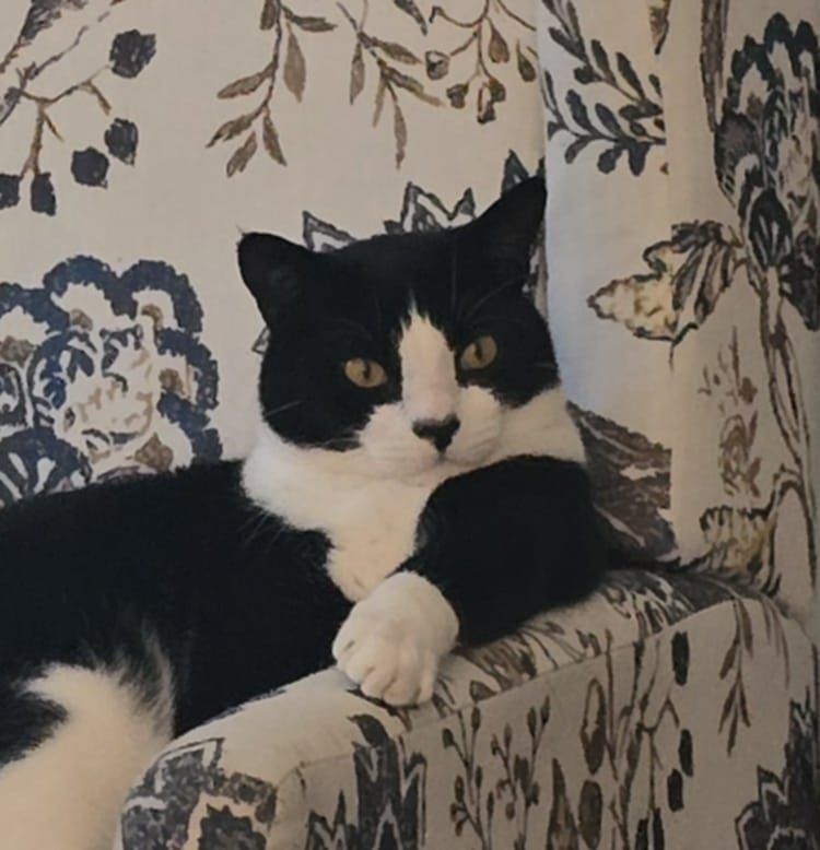 Itโs National Cat Day! This is Oliver daring me to shoo him off HIS chair.
Show me your cat with attitude!