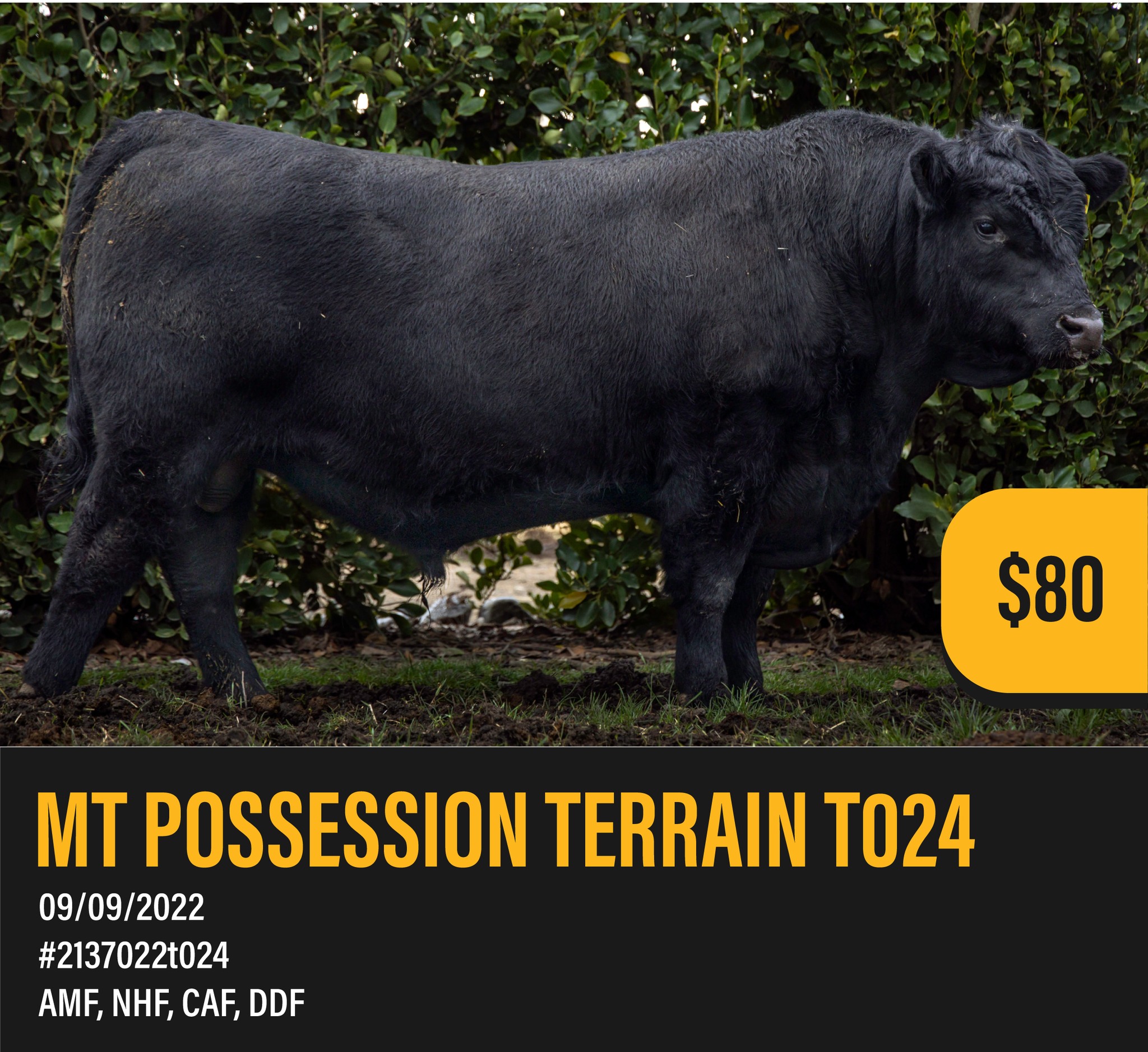 Meet MT POSSESSION TERRAIN T024
MT POSSESSION KEEPER bull, by sire S A V Checkmate. Easy going bull with very tidy set of data.
Straws available now.