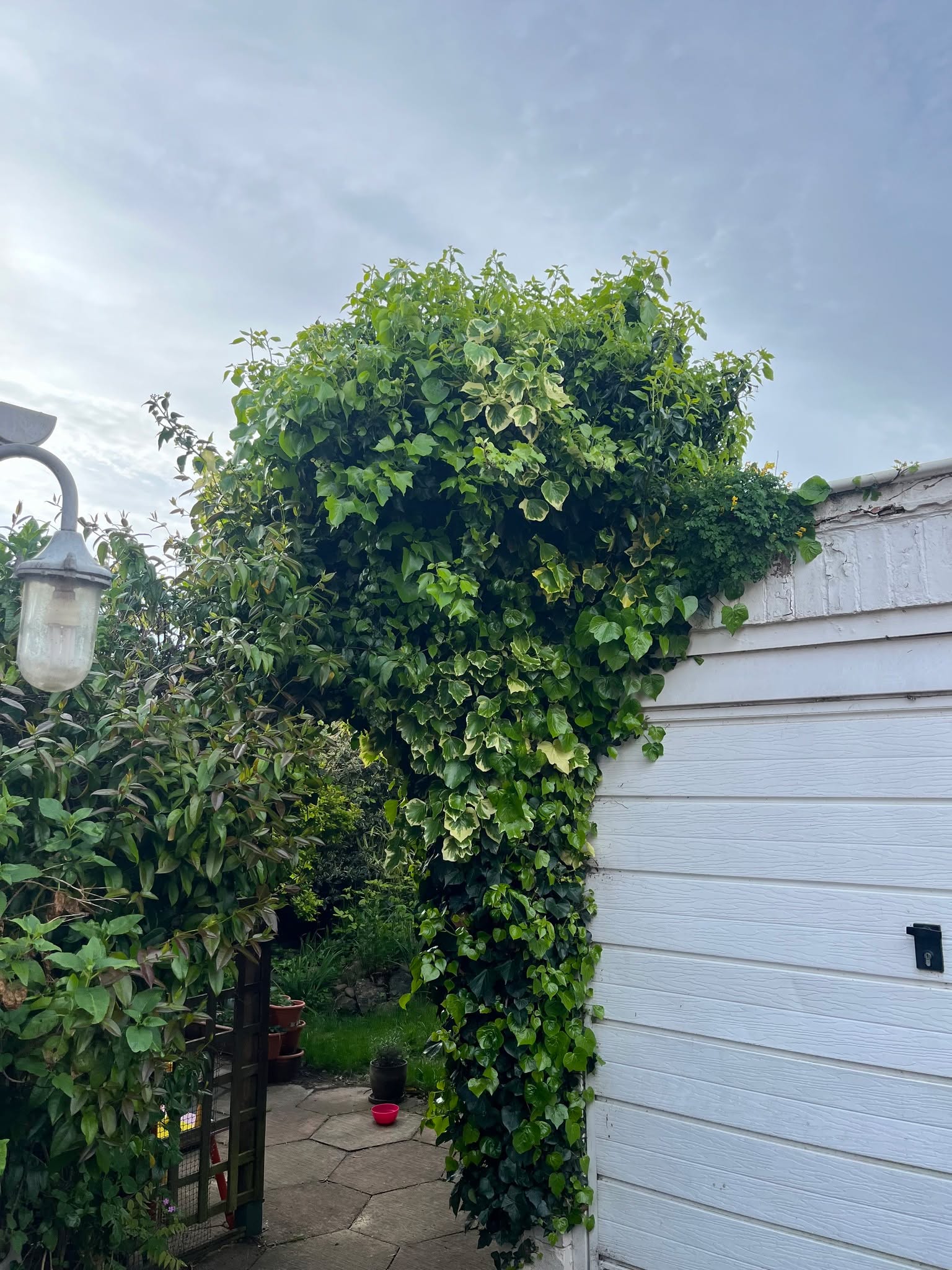 🌿✂️ IVY CLEARANCE TRANSFORMATION – WHAT A DIFFERENCE!
The Four Seasons Maintenance team has been hard at work cutting back and clearing a huge amount of overgrown ivy that had taken over the space. 💪
We removed and discarded all the old ivy, leaving the property looking fresh, tidy, and full of life again.
📸 Swipe through the photos to see the incredible before and after you won’t believe how much was removed!
No matter how overgrown it gets, we’re here to bring your garden or property back under control. 🌱
📲 Book your ivy or garden clearance today!
📞 07952 963169
📧 info@fourseasonsmaintenance.co.uk
🌐 www.fourseasonsmaintenance.co.uk
#FourSeasonsMaintenance #IvyClearance #GardenTidyUp #BeforeAndAfter #OvergrownGarden #GardenTransformation #PropertyCare #LandscapingExperts #SupportLocal #HomeAndGarden #OutdoorMaintenance