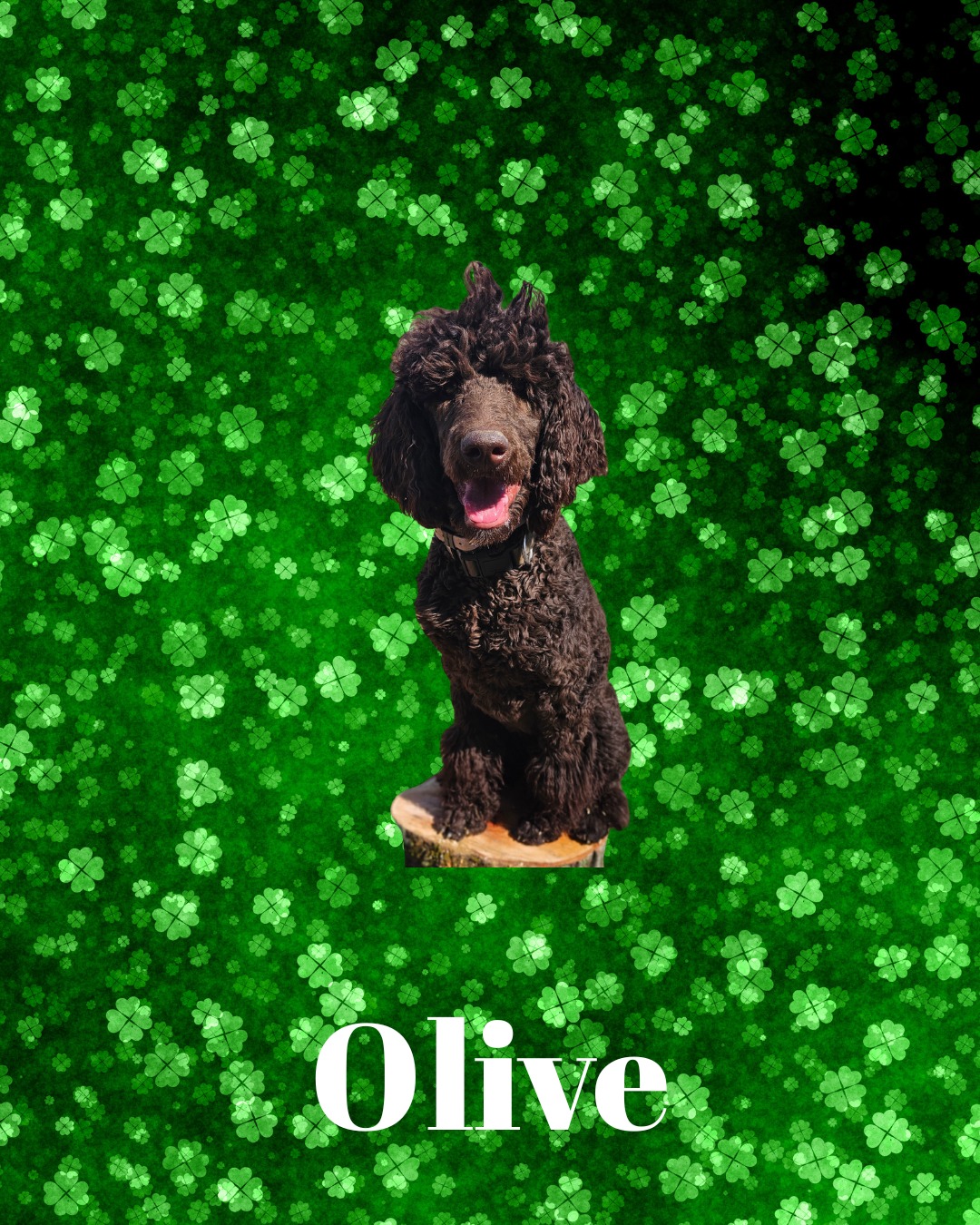 Catching up on our training highlights! 🐾
Starting with March, we had an amazing group of pups making big strides Olive, Jack, Jack, Archie, and Milo! From puppy programs to building off-leash reliability and confidence, each of these dogs worked hard and made incredible progress. 💪🐶
We’re so proud of how far they’ve come! Here’s to happy, confident dogs and their dedicated owners! ✨
#DogTraining #PuppyTraining #OffLeash #ConfidentCanines #TrainingJourney