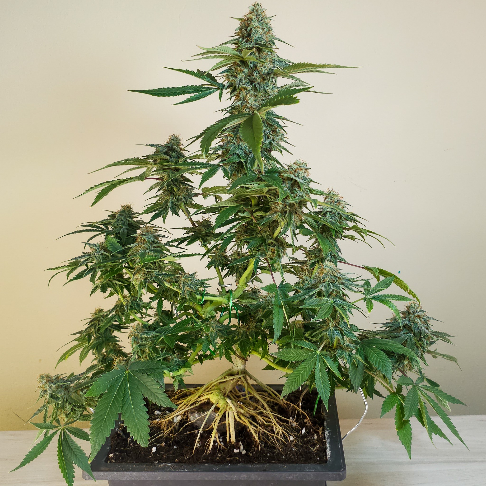 Bonsai teaches that beauty comes from effort—not just genetics, but the care and attention behind every choice. The same is true in cannabis. Cannabonsai sits right in the middle: a beautiful balance of potential and precision, wildness and wisdom.
Respect to @_mephistogenetics. Use cannabonsai for 10% off through the link in bio.