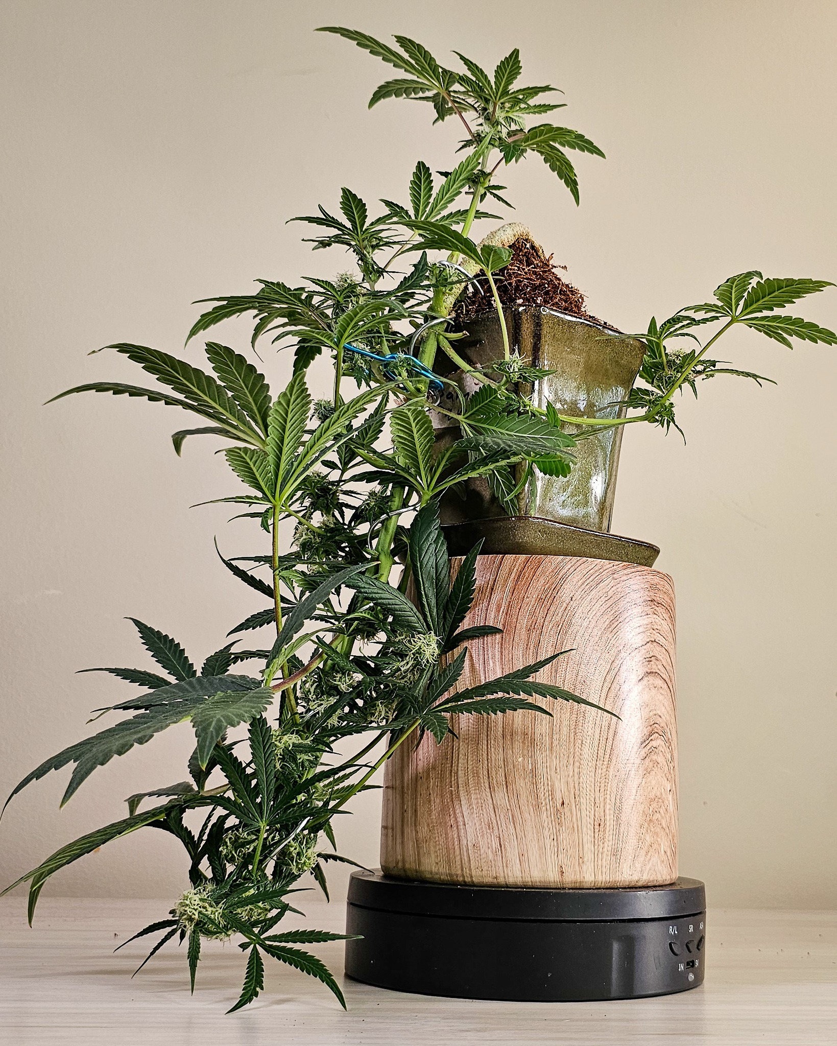 In bonsai, there’s something called “ten-jin”—a dead, weathered top branch that represents survival through hardship. Cannabis has its own versions of this. A broken stem that heals, a stress response that makes the plant stronger. Cannabonsai doesn’t hide these stories—it highlights them. Because resilience looks good in green.
Strength starts with good genetics. Shoutout to @_mephistogenetics. Use cannabonsai for 10% off at the link in bio.