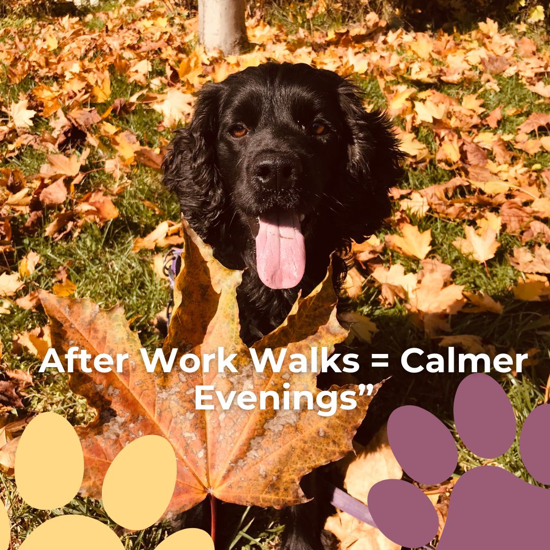Long day? We’ve got your pup’s energy covered. Our evening walks help shake off the zoomies so you can enjoy a calm, cuddly night. Tell us your preferred window—we’ll do the rest.
#NoDogTooSmall #DogWalking #EveningWalk #BusyPetParents #FallDogs #DogCare #PetParents #LocalPetCare #DogLovers #DailyDogWalk #HappyDogHappyHome #DogWellness #PetRoutine #WorkLifeBalance #DogServices