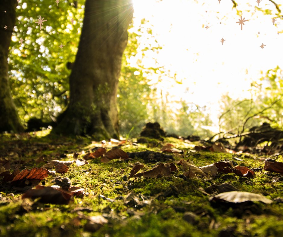 You know, there’s something about Powys’ woods in November… it’s like stepping into a secret world. Mist curls around the trees, the moss glistens with tiny drops of dew, and if you listen closely, you might hear a stream sparkling somewhere just out of sight. Every turn seems to hide a secret: a fern-lined hollow, a shy little creature rustling in the leaves, or the soft sigh of wind through the branches.
Wrap up warm, breathe it in, and let the forest slow you down for a while. Just you, the trees, and that quiet magic that feels like it was waiting for you all along.�
#MidWalesMyWay #PowysOutdoors #AutumnWoods #NatureLovers
Mae rhywbeth am goed Powys ym mis Tachwedd… fel pe byddech yn camu i fyd cyfrinachol. Mae niwl yn troelli o gwmpas y coed, mae’r llwynogyn yn disgleirio gyda grawn bach o enaid, ac os gwrandewch yn ofalus, efallai y clywch nant yn disgleirio rywle heb ei weld. Mae pob troad yn cuddio cyfrinach: ogof linellog â chledr, creadur bach yn crwydro yn y dail, neu anadl ysgafn y gwynt trwy’r canghennau.�
Pwyswch eich hun yn gynnes, anadlu’r awyr, a gadewch i’r goedwig eich arafu am ychydig. Dim ond chi, y coed, a’r hud tawel a deimlir fel pe bai wedi bod yn aros amdanoch drwy’r amser.
�#MidWalesMyWay #PowysOutdoors #CoedGaeaf #CarwyrNatur