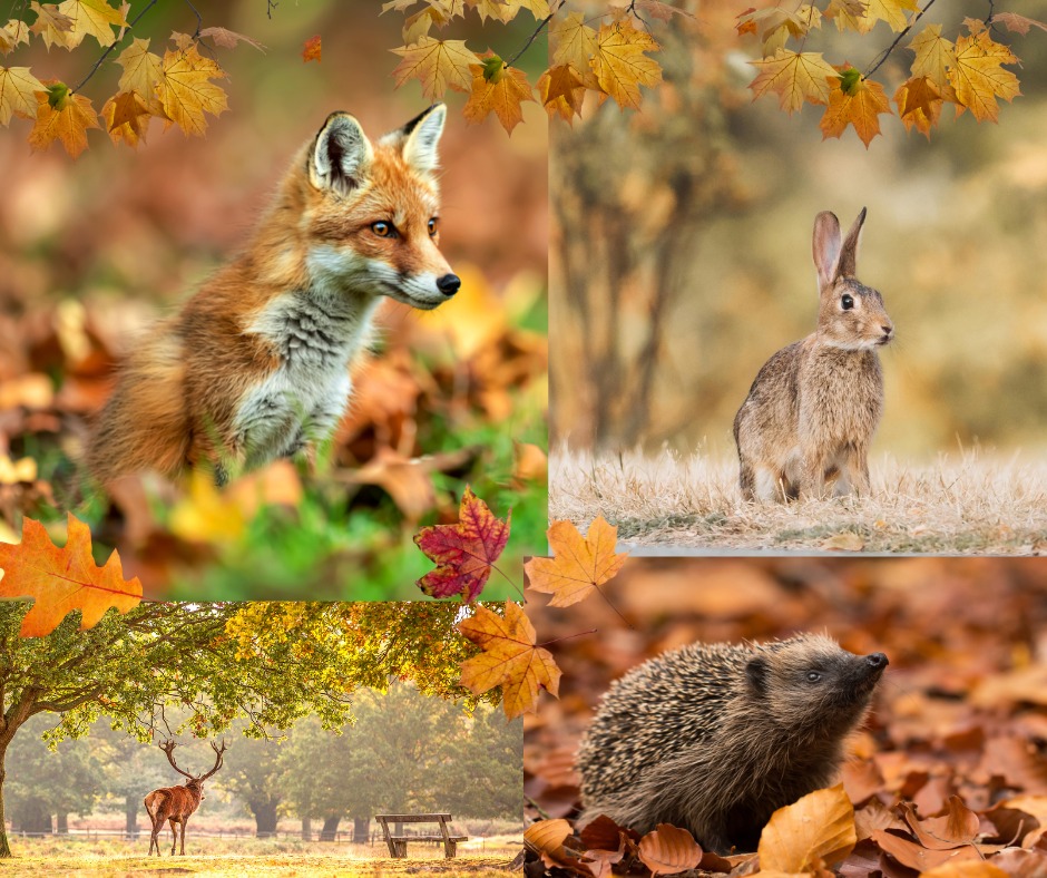 Late autumn brings a special magic to Powys’ wildlife. Spot birds preparing for winter, deer moving silently through misty fields, and small mammals foraging along woodland edges. Bring binoculars—or simply take a quiet walk. The beauty is in the small, fleeting moments of nature that make every visit unique.
https://www.midwalesmyway.com/winter
�#MidWalesMyWay #PowysWildlife #AutumnNature #ExplorePowys
Mae diwedd yr hydref yn dod â hud arbennig i fywyd gwyllt Powys. Gwelwch adar yn paratoi ar gyfer y gaeaf, ysguboriaid yn crwydro’n dawel trwy’r caeau niwlog, a mamaliaid bach yn chwilio am fwyd ar ymylon y coed. Dewch â sbectol neu gerddwch yn dawel – y harddwch yw’r eiliadau bach, dirfawr sy’n gwneud pob ymweliad yn unigryw.�#MidWalesMyWay #BywydGwylltPowys #NaturHydref #ArchwilioPowys