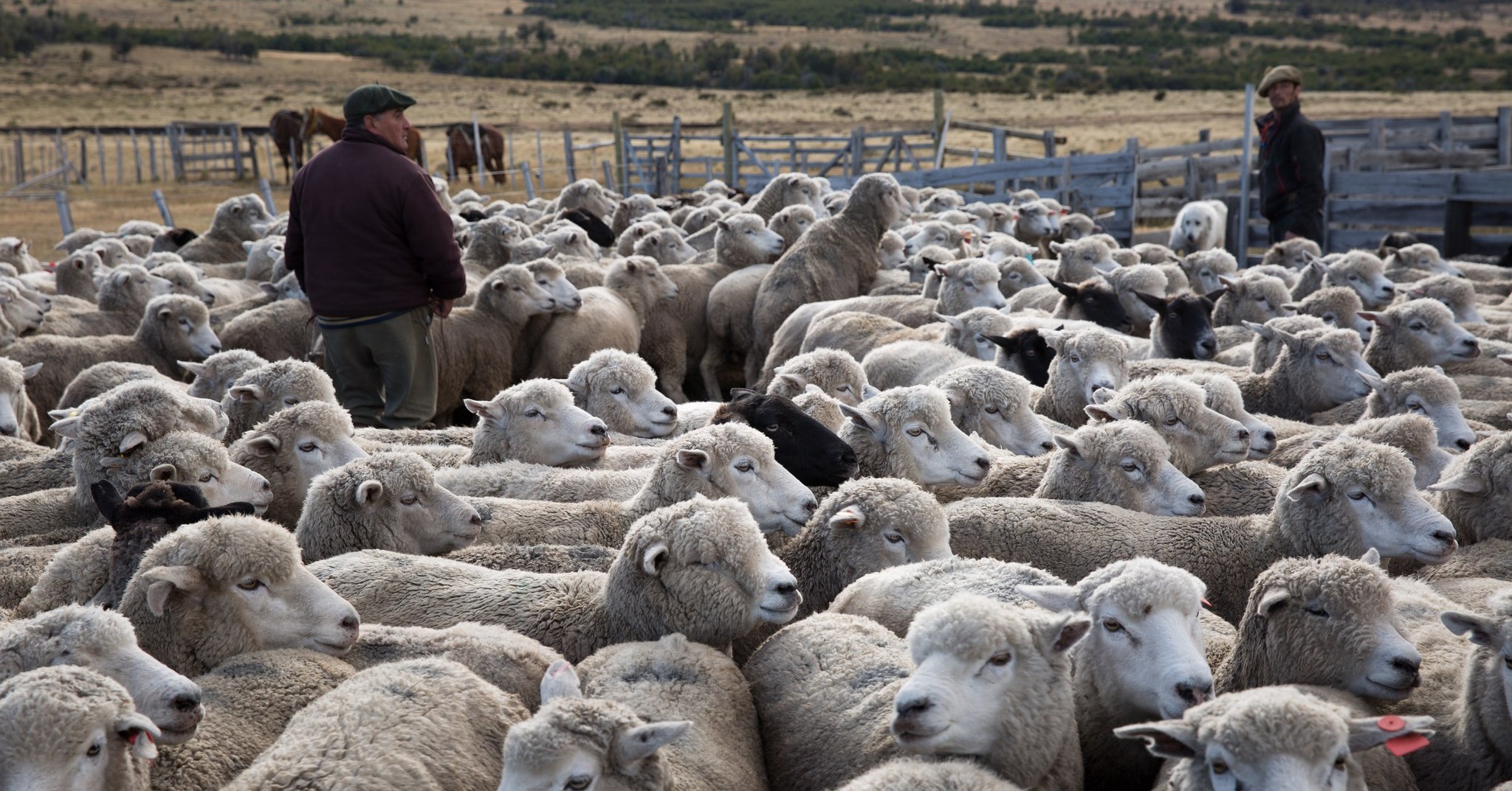 Tradición y Conservación 🐑🌄
En Cerro Guido preservamos no solo la fauna, sino también la cultura de la ganadería patagónica. Cada práctica que mantenemos, es un puente entre producción sostenible y conservación de la naturaleza.
-
Tradition and Conservation 🐑🌄
At Cerro Guido, we preserve not only wildlife but also the culture of Patagonian livestock farming. Every sheep, every ancestral practice we maintain, is a bridge between sustainable production and nature conservation.
📸: @estancia.cerroguido
📍: @estancia.cerroguido
#CerroGuido #ConservaciónPatagonia #FundaciónCerroGuido #GanaderíaPatagónica #CulturaPatagónica