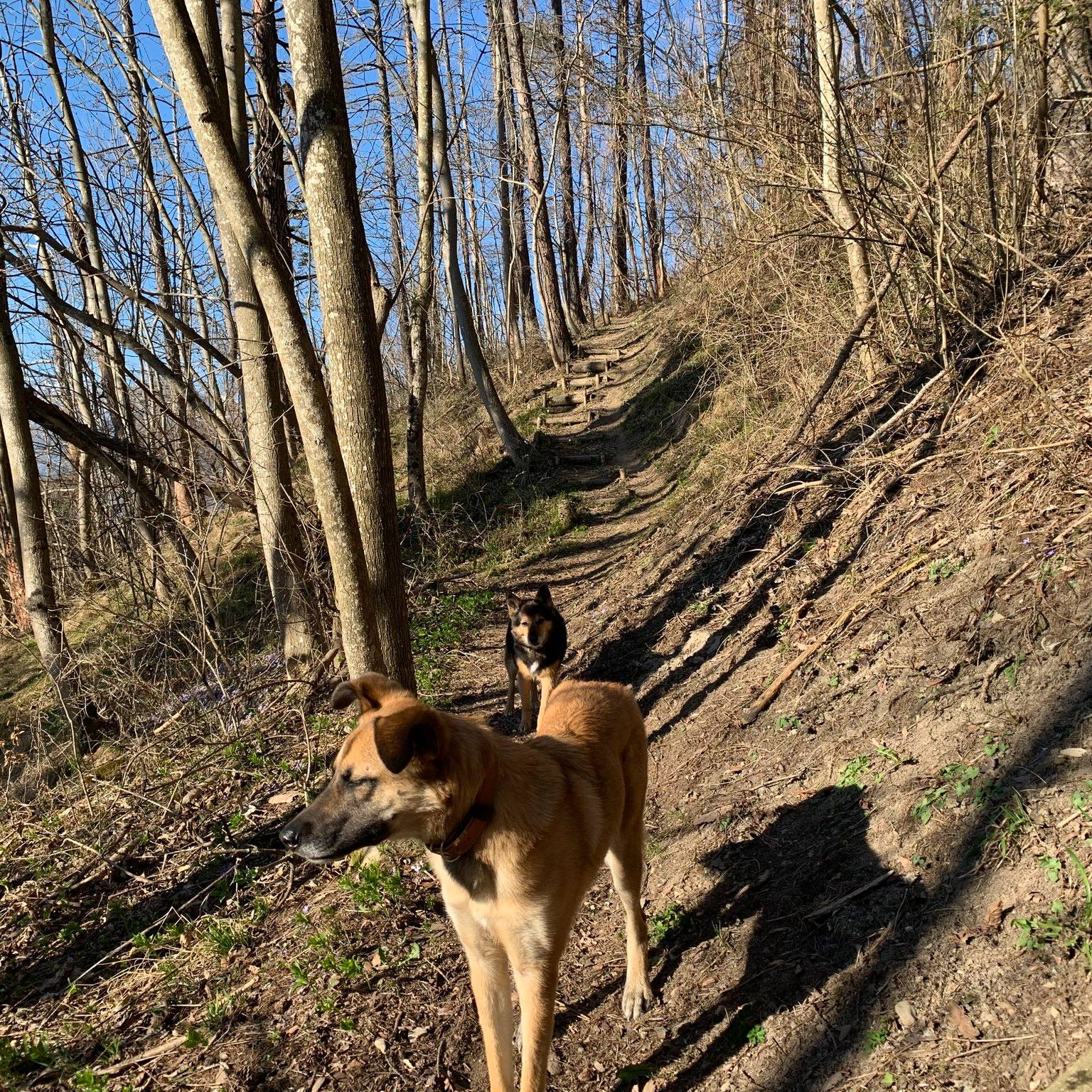 Hundebegegnungen und Leckerchen
Ich bin immer wieder einfach nur traurig, wenn ich sehe, wie der Mensch seinen Hund mit Leckerchen ablenkt, wenn wir ihnen entgegenkommen. Allerspätestens wenn wir auf gleicher Höhe sind, will der andere Hund zu uns hin oder rastet komplett aus. Und dann wird ihm das Leckerchen schon fast ins Maul geschoben. Aber der Hund kann dies in dem Moment gar nicht mehr nehmen, da mein Hund in dem Moment um Welten wichtiger ist als das noch so gut riechende Leckerli vor seiner Nase. Lernt der Hund aus diesem Verhalten irgendetwas? Definitiv nein, denn es passiert beim nächsten Mal wieder und wieder und wieder. Und im schlimmsten Fall verknüpfen wir etwas, das wir erst recht nicht wollen. Wofür bekommt er denn in diesem Moment das Leckerchen, weil er kurz vorher den anderen Hund fixiert hat, weil er ein Schritt nach vorne gegangen ist, beschwichtigt hat, ein Ohr bewegt hat oder gerade nicht gebellt hat? Nur weiss der Hund nicht, dass es das Leckerli jetzt gab, weil er nicht gebellt hat... Wieso haben wir Menschen nur das Gefühl, wir können ein so hochsoziales Tier mit einem Leckerchen bestechen? Der Hund hat Gründe, warum er sich so verhält. Ich möchte, dass ein Hund mir vertrauen kann, dass er Freiheiten geniessen kann, weil er sich an mir orientiert und Regeln und Grenzen kennt. Nicht eingetrichtert, sondern liebevoll und konsequent aufgezeigt. Warum nicht einmal umdenken? Andere Wege gehen? Verstehen lernen?
Nichts gegen alle Arten von Leckerlis, aber bitte da eingesetzt, wo sie hingehören. Zur Dressur (Unterordnung, Suchtraining, Tricks etc.) und nicht um ein Verhalten umzulenken oder einfach abzulenken. So findet keine Gewöhnung an andere Hunde statt (auch nicht an Jogger, Biker usw.).
Wer mehr wissen möchte, ist herzlichen Willkommen. Ich freue mich auf euch!
#ajhundetraining #hundetraining #care4animals #hundeverstehenlernen #hundeverstehen #hundeglück #führenundfolgen