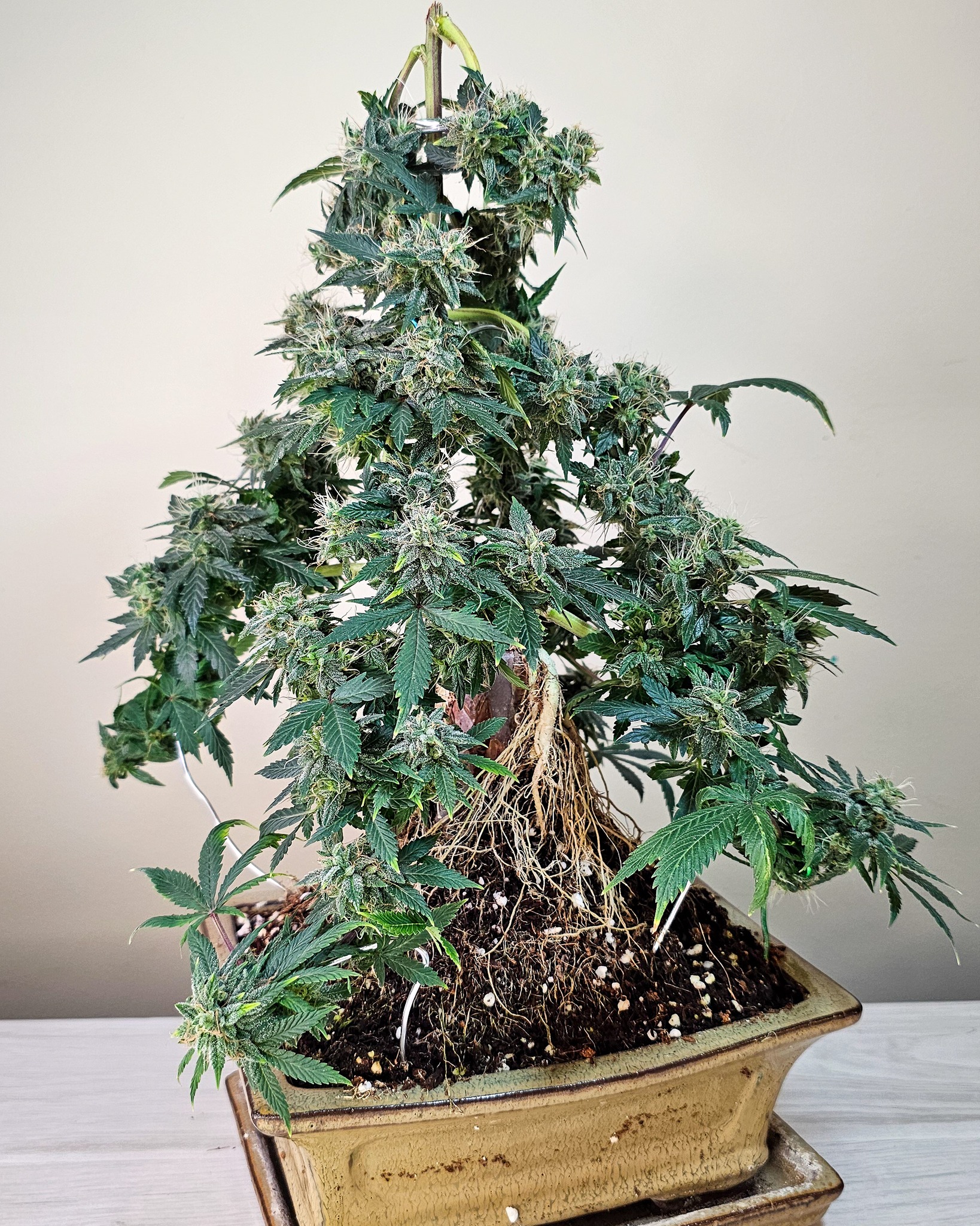 Some bonsai grow in cracks in stone, their roots wrapping around rock to find sustenance. They thrive in impossible places. Cannabis too has grown in corners and closets, adapted to whatever space we gave it. Cannabonsai is proof that with the right care, small spaces can still yield beauty.
Big thanks to @_mephistogenetics. Grab your start with 10% off using code cannabonsai at the link in bio.