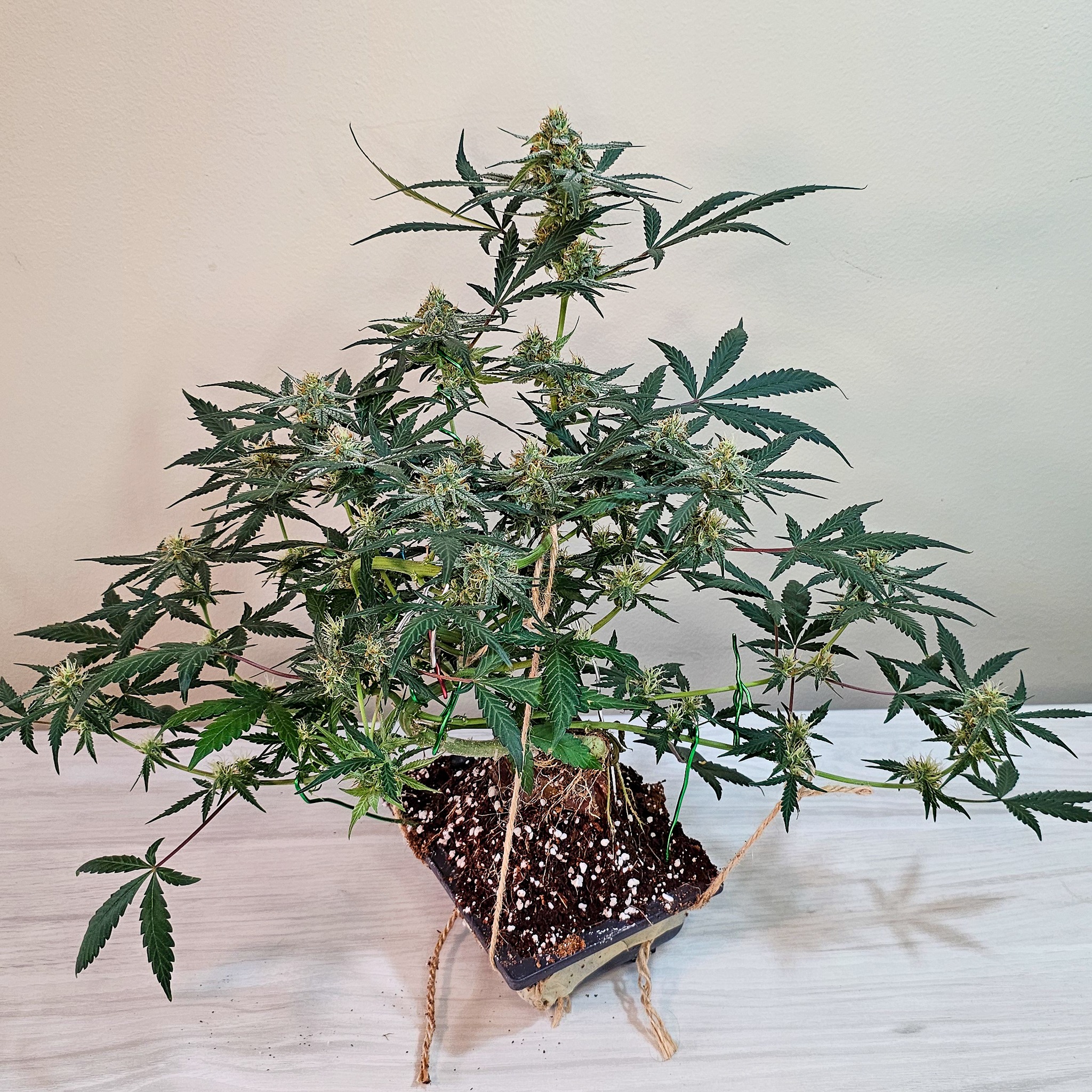 In both bonsai and cannabis, the work doesn’t stop when it looks good. The best growers keep refining, keep learning, keep showing up. Cannabonsai is the art of constant attention—a way to grow that gives as much back as you put in.
Grown with @_mephistogenetics seeds. Use code cannabonsai for 10% off through the link in bio.