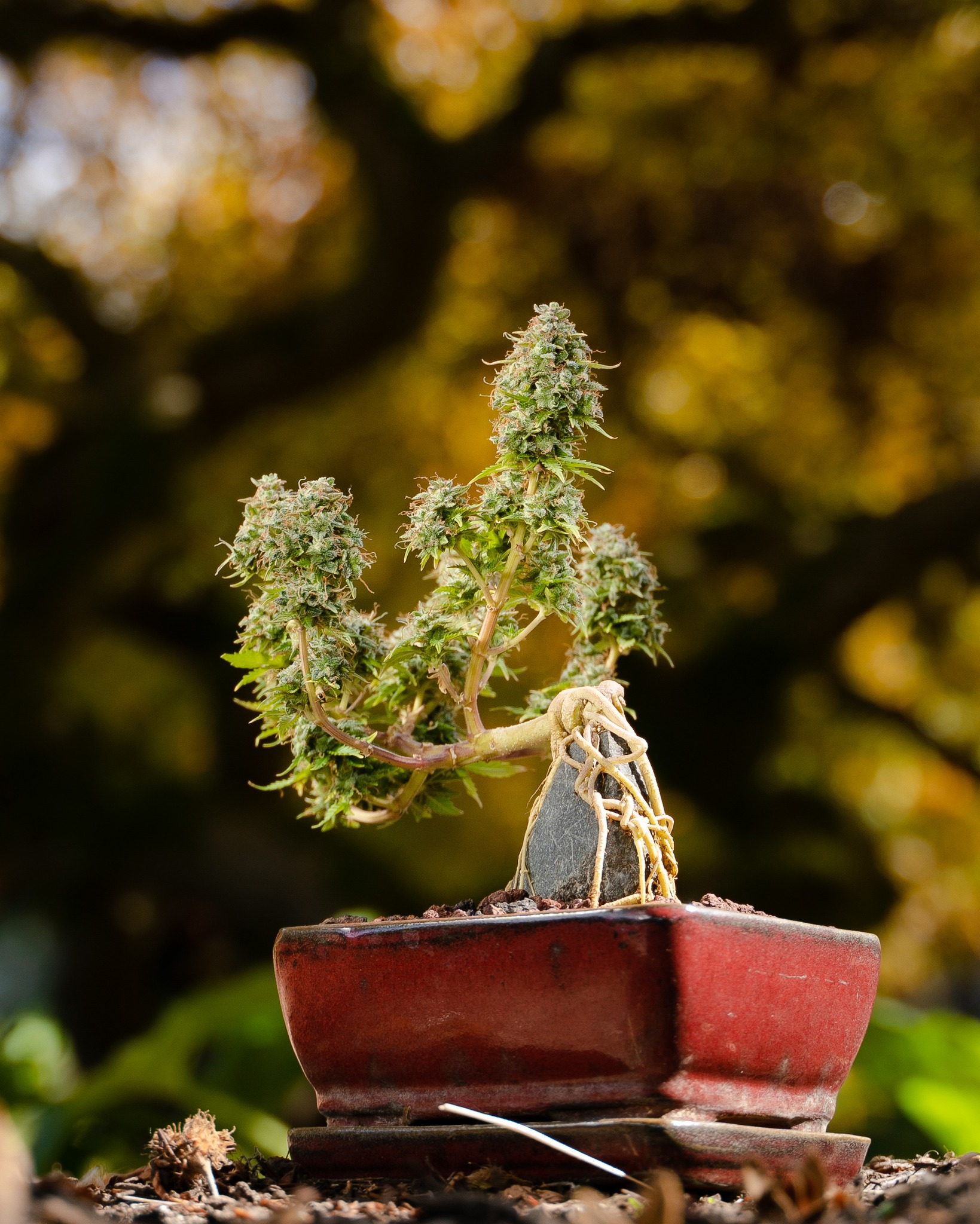 A bonsai is never really finished—it just keeps evolving under someone’s care. Cannabis, in contrast, moves fast. One cycle, then it’s gone. But cannabonsai teaches you that even a short life can be expressive, artful, and complete in its own way. It’s not about permanence. It’s about presence.
Rooted in genetics from @_mephistogenetics. Use code cannabonsai for 10% off through the link in bio.