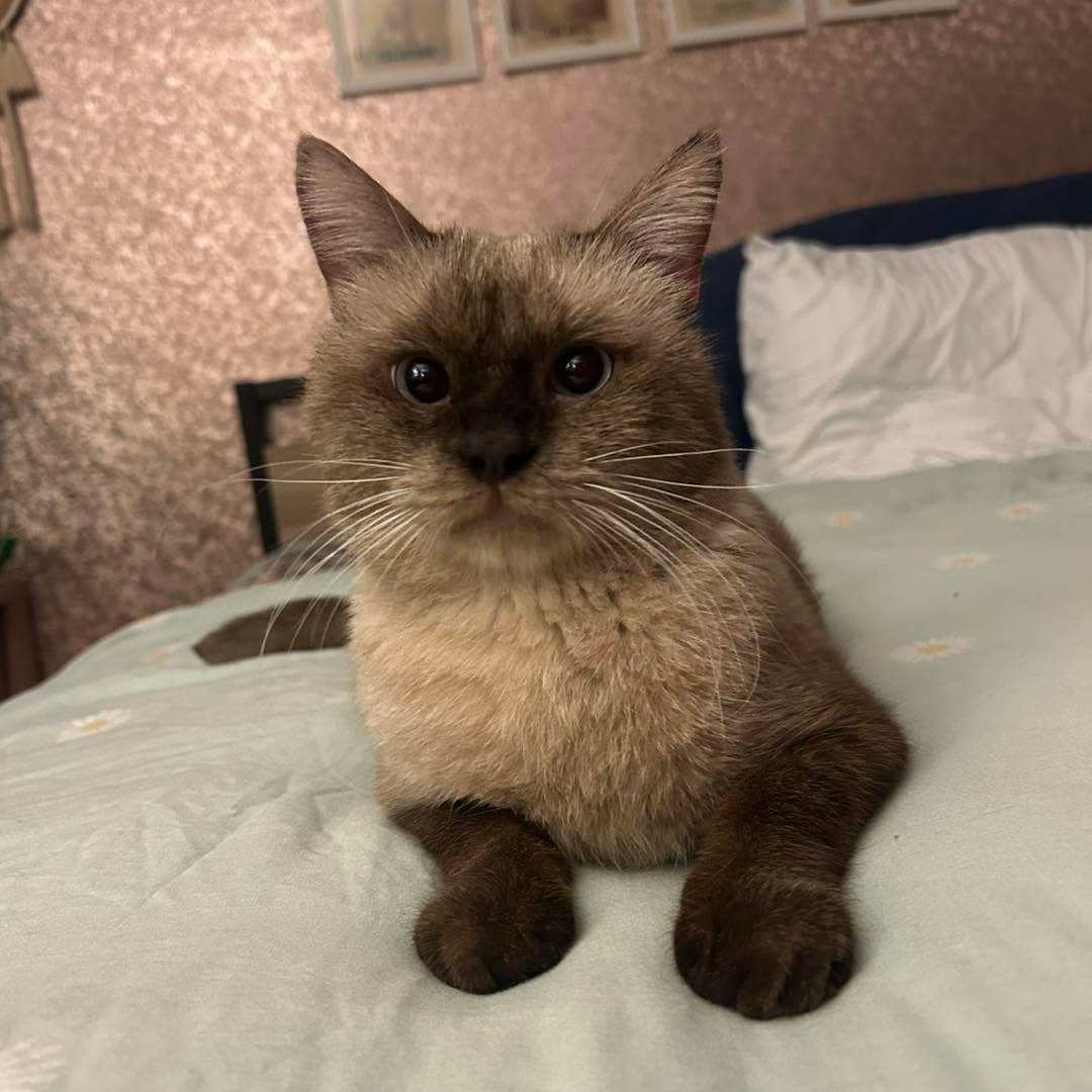 Straight away Koda knew this was his forever home🥹❤️
A full tummy, a good nights rest and this morning watching cat tv has our boy purring away - we are so proud of him already, after everything he’s been through he still decided to trust us immediately❤️