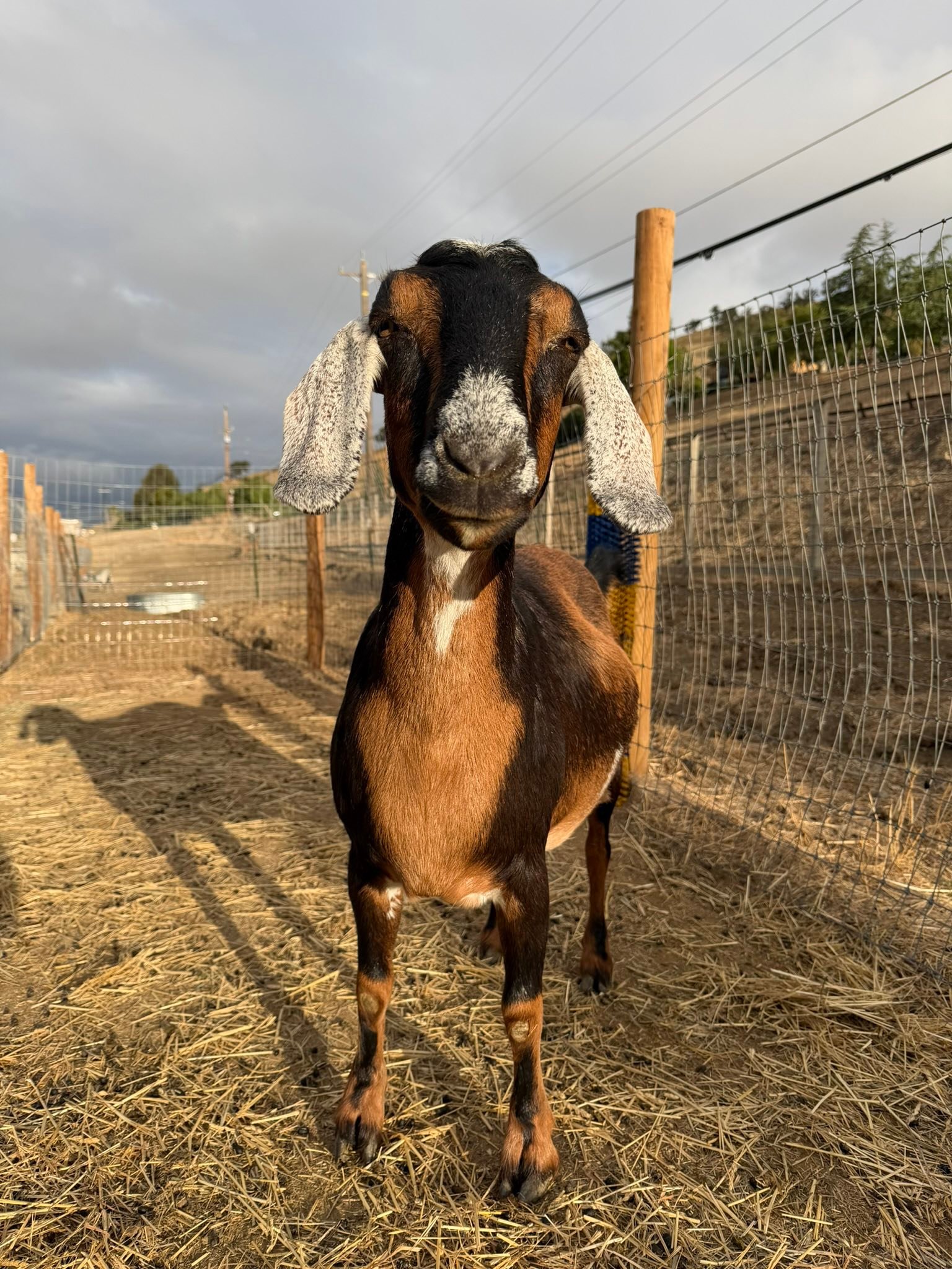 For my birthday this year, I’m asking friends to celebrate in a special way — by helping support the animals at Stardust Sanctuary. Instead of gifts, please consider donating to help us continue rescuing animals, providing care, and creating magical learning experiences for kids.
Every dollar makes a difference — from feed and vet care to hands-on educational programs that inspire compassion.
✨ Donate at stardustsanctuaryca.org/donate-now or by clicking the link below.