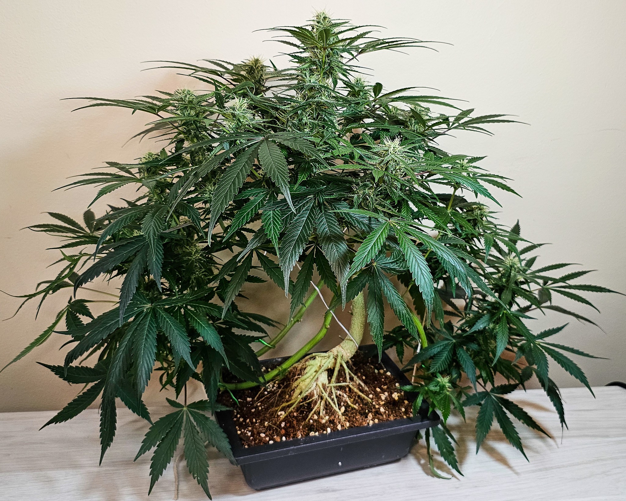 Some bonsai trees are displayed with a single stone or a small companion plant, meant to suggest a whole landscape. A cannabonsai in the right pot can do the same—it’s a little world unto itself. One plant, one story, framed just right.
Powered by genetics from @_mephistogenetics. Use cannabonsai at the link in bio for 10% off.