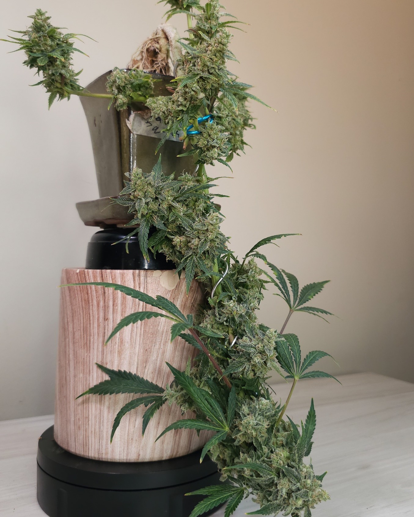 Bonsai isn’t just about shape—it’s about how that shape makes you feel. A slight lean, a twist, a heavy base… they all evoke something. Cannabis, especially in small form, carries that same emotional weight. Cannabonsai lets you feel it—not just admire it.
Made possible with genetics from @_mephistogenetics. Hit the bio link and use cannabonsai for 10% off.