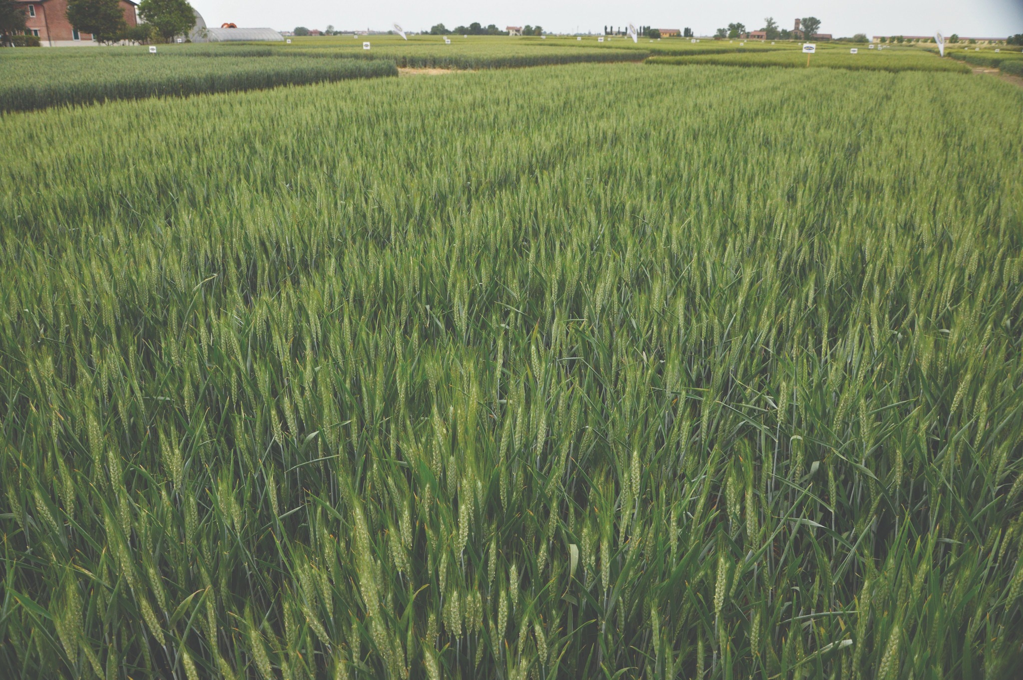 🌾 RGT REFILL (grano tenero): equilibrio perfetto tra produttività e sanità
RGT Refill è una varietà di grano tenero a ciclo medio-tardivo che coniuga elevata resa produttiva, ottima stabilità agronomica e sanità della pianta.
Derivata da programmi di miglioramento genetico avanzati, si distingue per un ottimo accestimento, una spiga compatta e fertile e un peso ettolitrico superiore alla media.
🔬 Caratteristiche agronomiche principali:
Ciclo: medio-tardivo, con fioritura regolare e maturazione omogenea.
Taglia: media, con eccellente resistenza all’allettamento.
Accestimento: molto buono, anche in condizioni di semina ritardata.
Resistenza alle malattie: alta tolleranza a ruggini (gialla e bruna), oidio e septoriosi.
Peso ettolitrico: 79–81 kg/hl.
Proteine: 12–13 %, ottimo equilibrio per farine di forza medio-alta.
Indice di W: 230–270 ottimo frumento panificabile.
🌾 Punti di forza:
✅ Ottima resa in diversi ambienti di coltivazione.
✅ Stabilità qualitativa in annate climaticamente variabili.
✅ Eccellente comportamento in semine intermedie e tardive.
✅ Ideale per farine destinate alla panificazione e prodotti da forno.
📈 RGT Refill è una varietà pensata per agricoltori e tecnici che cercano un grano tenero performante, sano e stabile nel tempo.
📲 Scopri di più su www.semetica.it
CATALOGO 2025 👉 https://lc.cx/os7kBN
#Semetica #RGTRefill #GranoTenero #QualitàMolitoria #AltaResa #Panificazione #Agricoltura #Innovazione #Cereali #Campagna2025