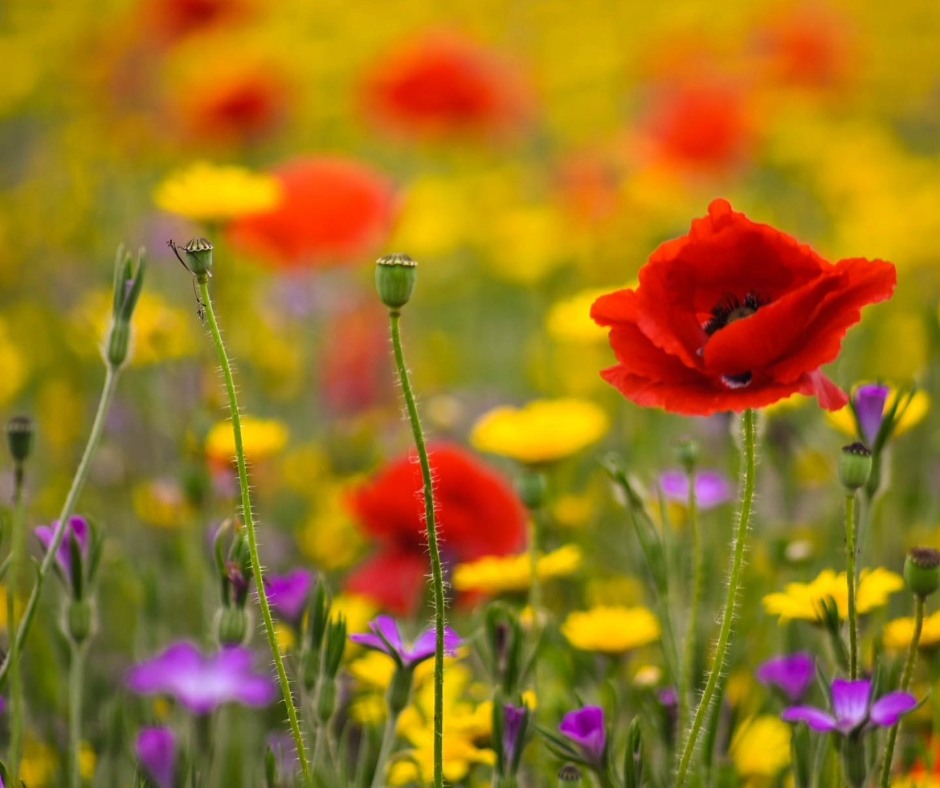 On Remembrance Day, take a reflective walk through Powys’ tranquil valleys or historic villages.
Pause to notice the quiet moments, the changing leaves, and the soft autumn light. Nature offers its own gentle tribute to the season and to those who came before us.�
#MidWalesMyWay #PowysNature #RemembranceDay #AutumnWalks
# autumnwalks
Dydd y Cofio
Ar Ddydd y Cofio, cerddwch yn fyfyrio drwy ddyffrynnoedd tawel Powys neu bentrefi hanesyddol. Pwyswch i sylwi ar eiliadau tawel, y dail sy’n newid, a golau meddal y hydref. Mae natur yn cynnig ei hŷmlediad tawel ei hun i’r tymor a’r rheini a